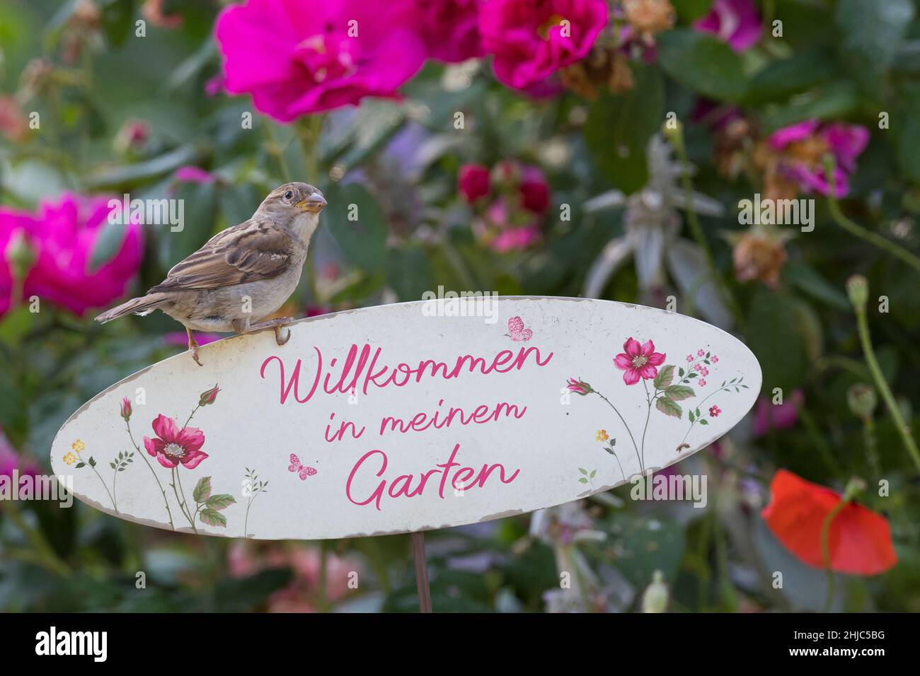 Hausspatz, Jungvogel, Jungvögel, Haus-Spatz, Spatz, Haussperling, Haus-Sperling, Spatzen, Passer domesticus, Haussparrow, Sperling, Sperlinge, Le Moin Stockfoto