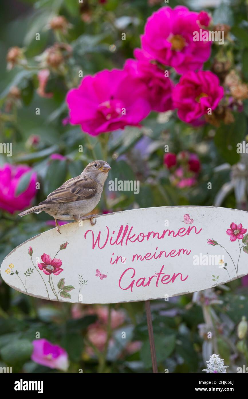 Hausspatz, Jungvogel, Jungvögel, Haus-Spatz, Spatz, Haussperling, Haus-Sperling, Spatzen, Passer domesticus, Haussparrow, Sperling, Sperlinge, Le Moin Stockfoto