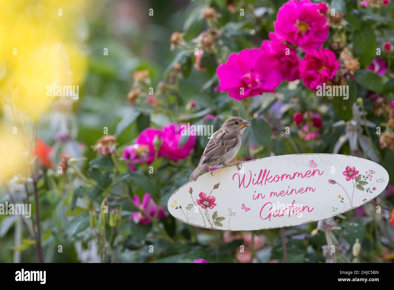Hausspatz, Jungvogel, Jungvögel, Haus-Spatz, Spatz, Haussperling, Haus-Sperling, Spatzen, Passer domesticus, Haussparrow, Sperling, Sperlinge, Le Moin Stockfoto