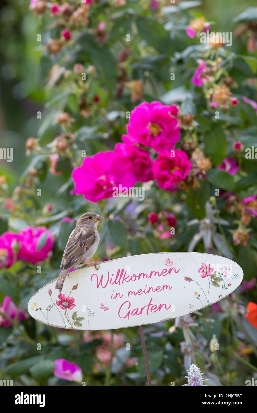 Hausspatz, Jungvogel, Jungvögel, Haus-Spatz, Spatz, Haussperling, Haus-Sperling, Spatzen, Passer domesticus, Haussparrow, Sperling, Sperlinge, Le Moin Stockfoto