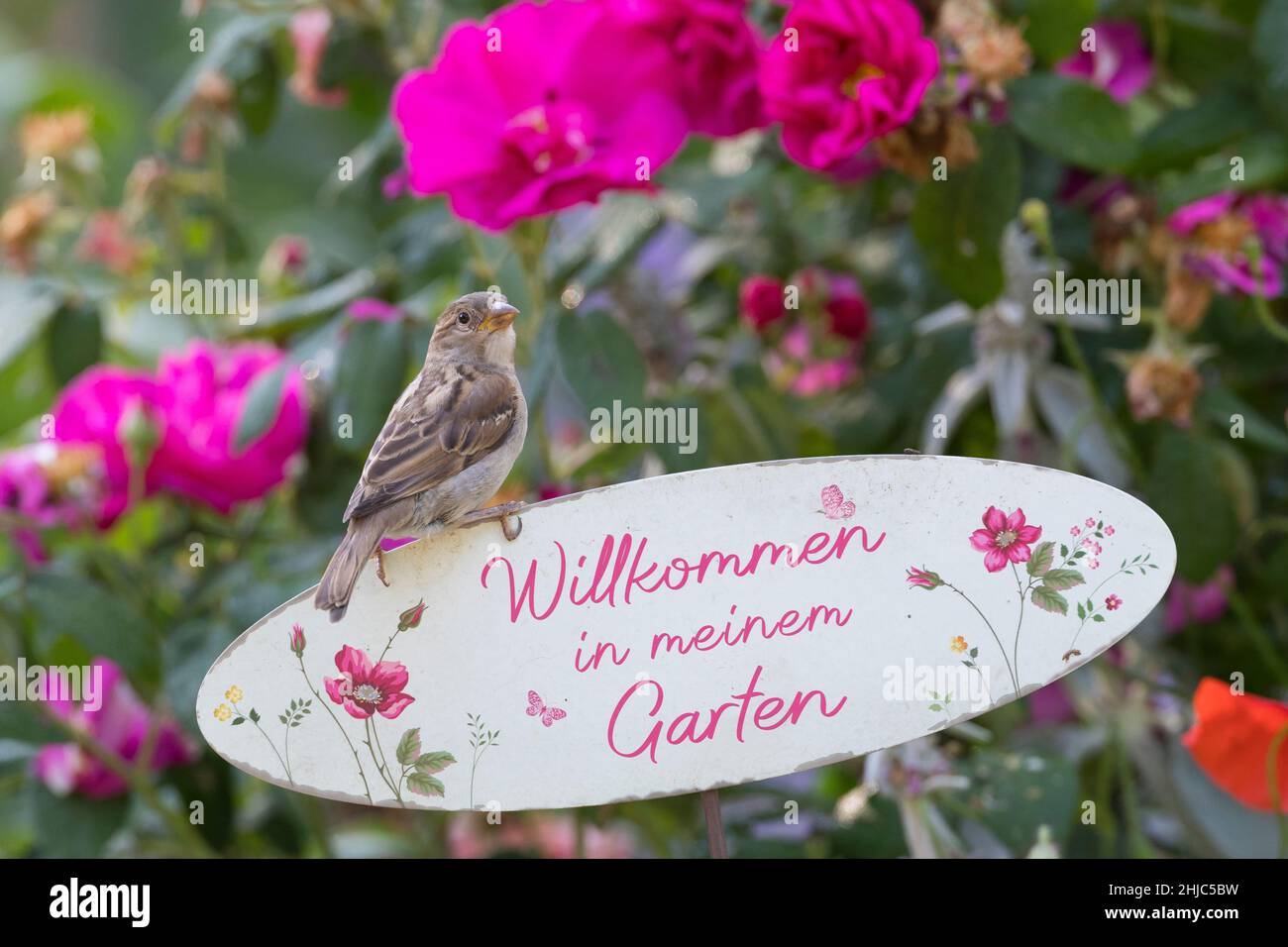 Hausspatz, Jungvogel, Jungvögel, Haus-Spatz, Spatz, Haussperling, Haus-Sperling, Spatzen, Passer domesticus, Haussparrow, Sperling, Sperlinge, Le Moin Stockfoto