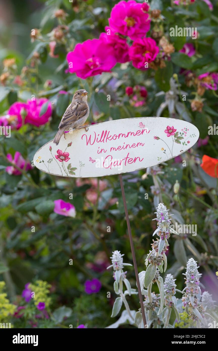 Hausspatz, Jungvogel, Jungvögel, Haus-Spatz, Spatz, Haussperling, Haus-Sperling, Spatzen, Passer domesticus, Haussparrow, Sperling, Sperlinge, Le Moin Stockfoto