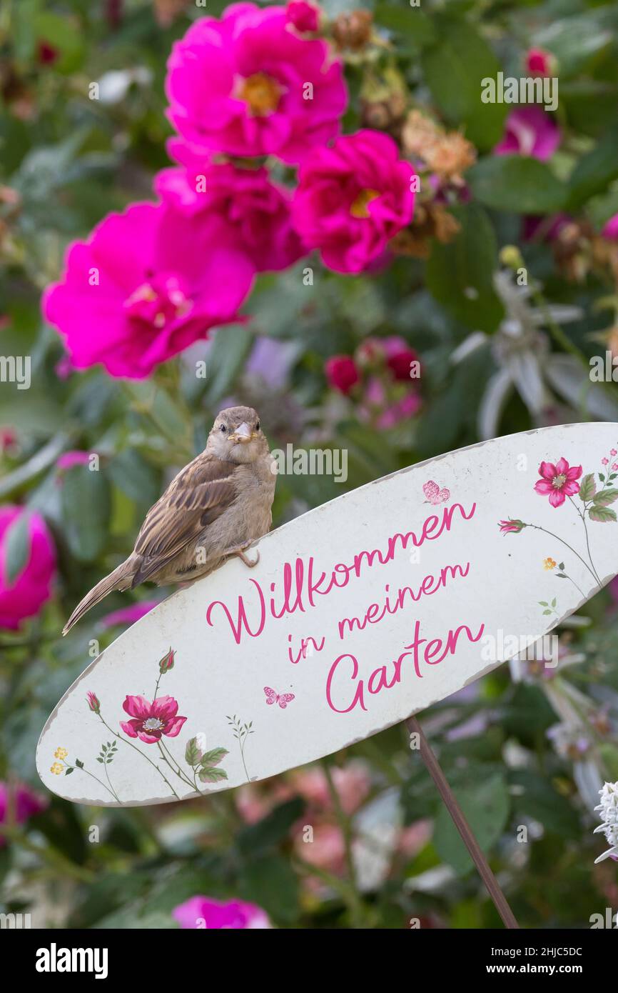 Hausspatz, Jungvogel, Jungvögel, Haus-Spatz, Spatz, Haussperling, Haus-Sperling, Spatzen, Passer domesticus, Haussparrow, Sperling, Sperlinge, Le Moin Stockfoto