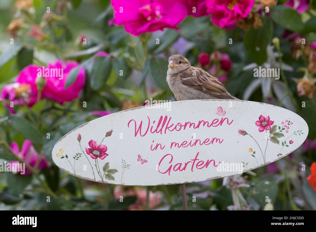 Hausspatz, Jungvogel, Jungvögel, Haus-Spatz, Spatz, Haussperling, Haus-Sperling, Spatzen, Passer domesticus, Haussparrow, Sperling, Sperlinge, Le Moin Stockfoto