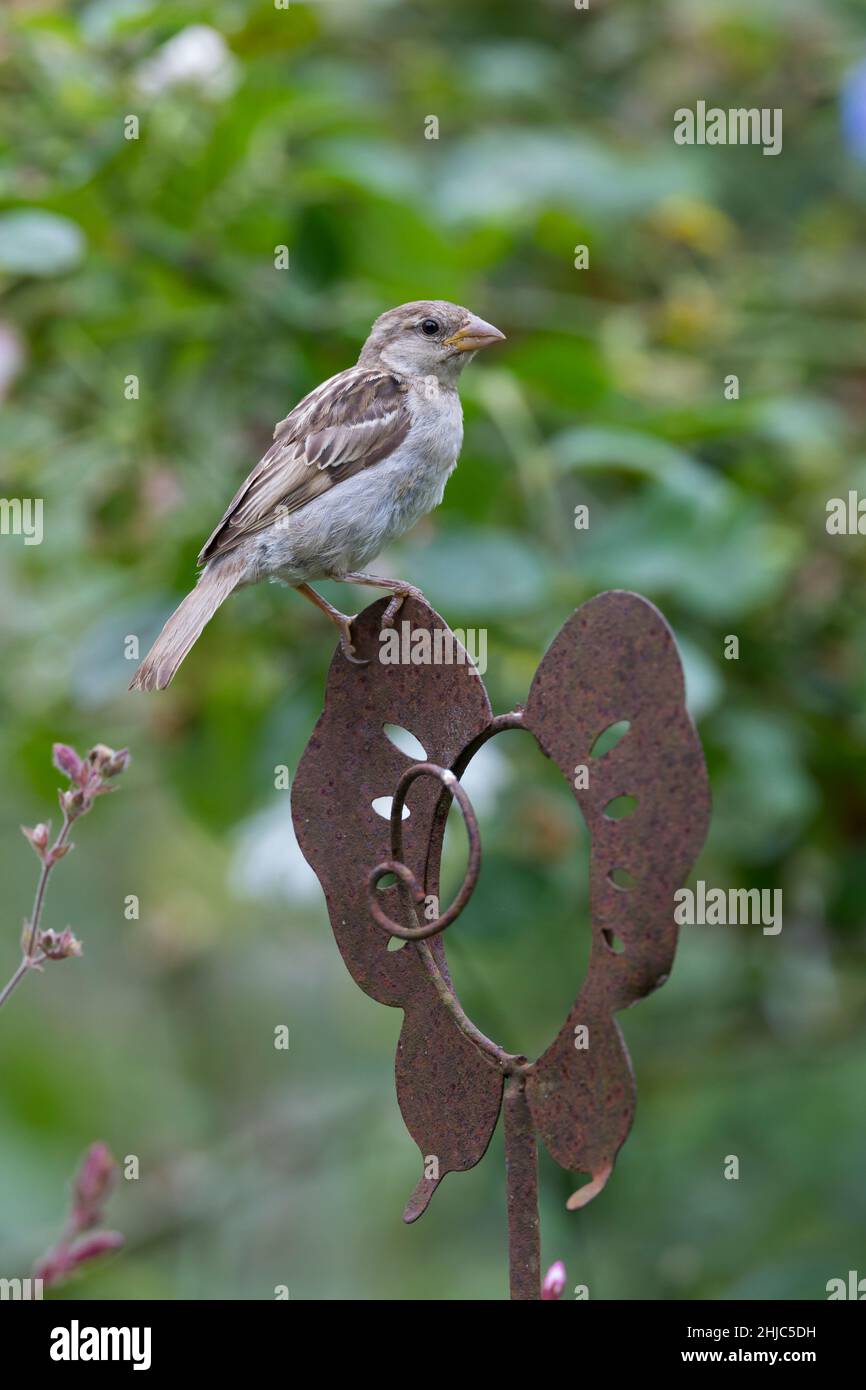 Hausspatz, Jungvogel, auf Sitzwarte im Garten, Jungvögel, Haus-Spatz, Spatz, Haussperling, Haus-Sperling, Spatzen, Passer domesticus, Haussparrow, S Stockfoto