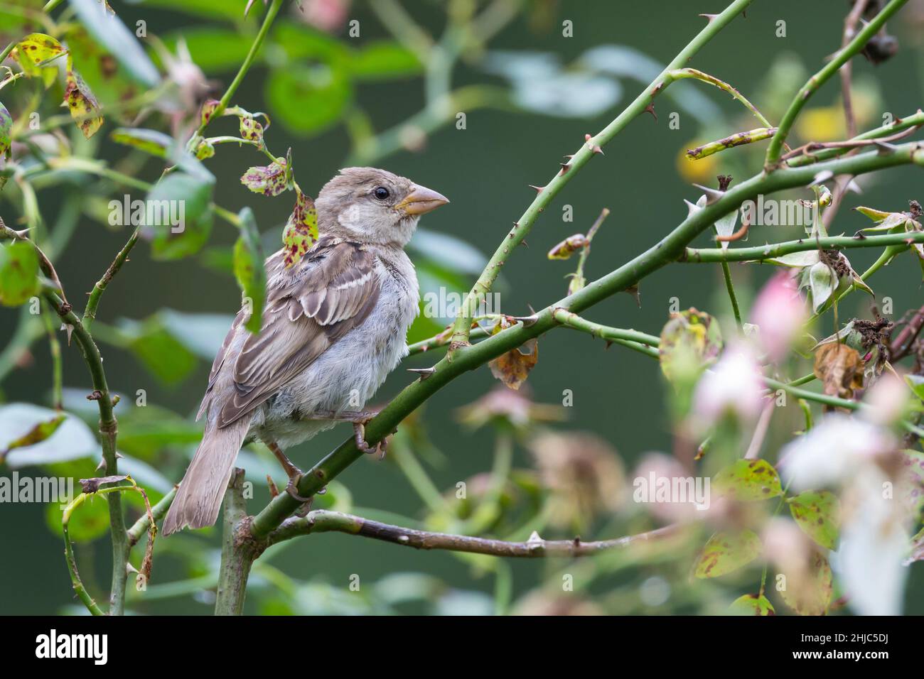 Hausspatz, Jungvogel, Haus-Spatz, Spatz, Hausserling, Haus-Sperling, Spatzen, Passer domesticus, Haussparrow, Sparrow, Spatzen, Le Moineau domesti Stockfoto