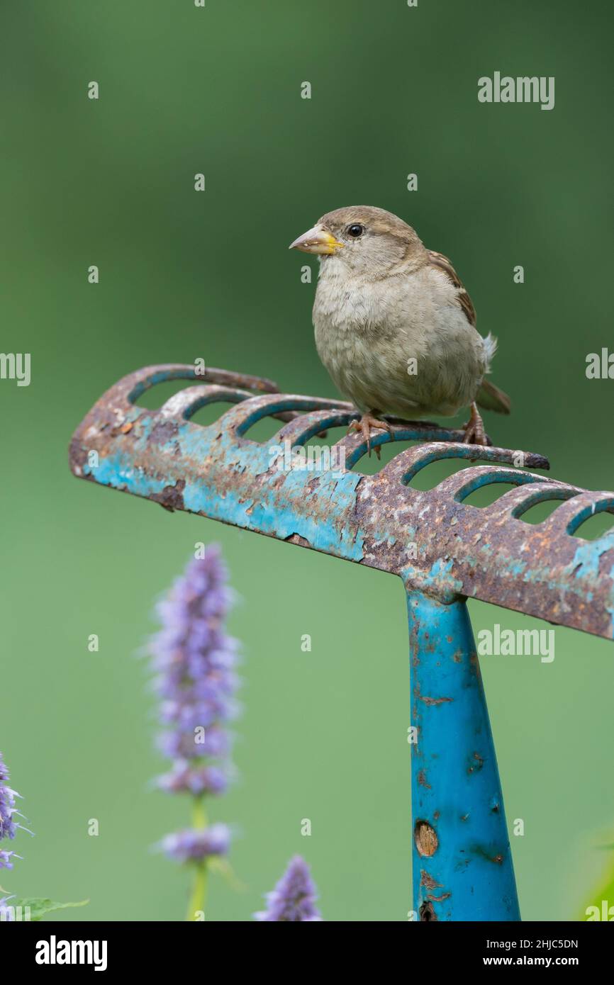 Haushaltspatz, Jungvogel, auf Sitzwarte im Garten, alte Harke fährt herum in ein Blumenbeet gesteckt dient als Aussichtspunkt, Jungvögel, Haus-Spatz, S Stockfoto