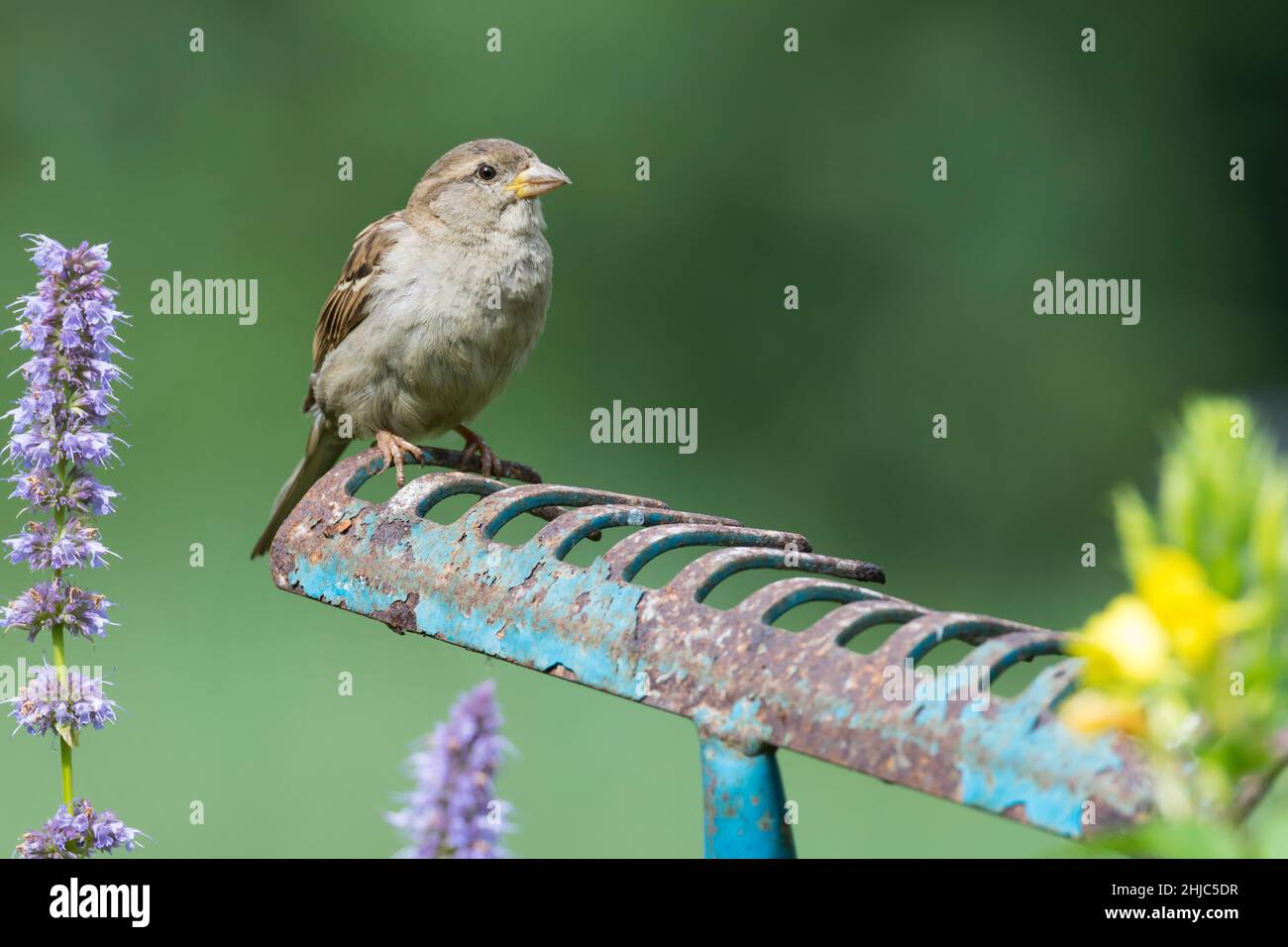 Haushaltspatz, Jungvogel, auf Sitzwarte im Garten, alte Harke fährt herum in ein Blumenbeet gesteckt dient als Aussichtspunkt, Jungvögel, Haus-Spatz, S Stockfoto