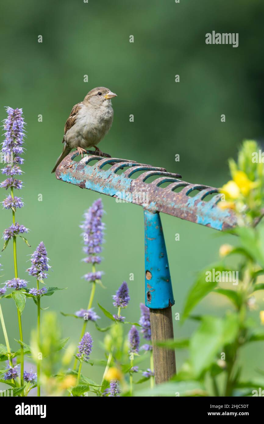 Haushaltspatz, Jungvogel, auf Sitzwarte im Garten, alte Harke fährt herum in ein Blumenbeet gesteckt dient als Aussichtspunkt, Jungvögel, Haus-Spatz, S Stockfoto