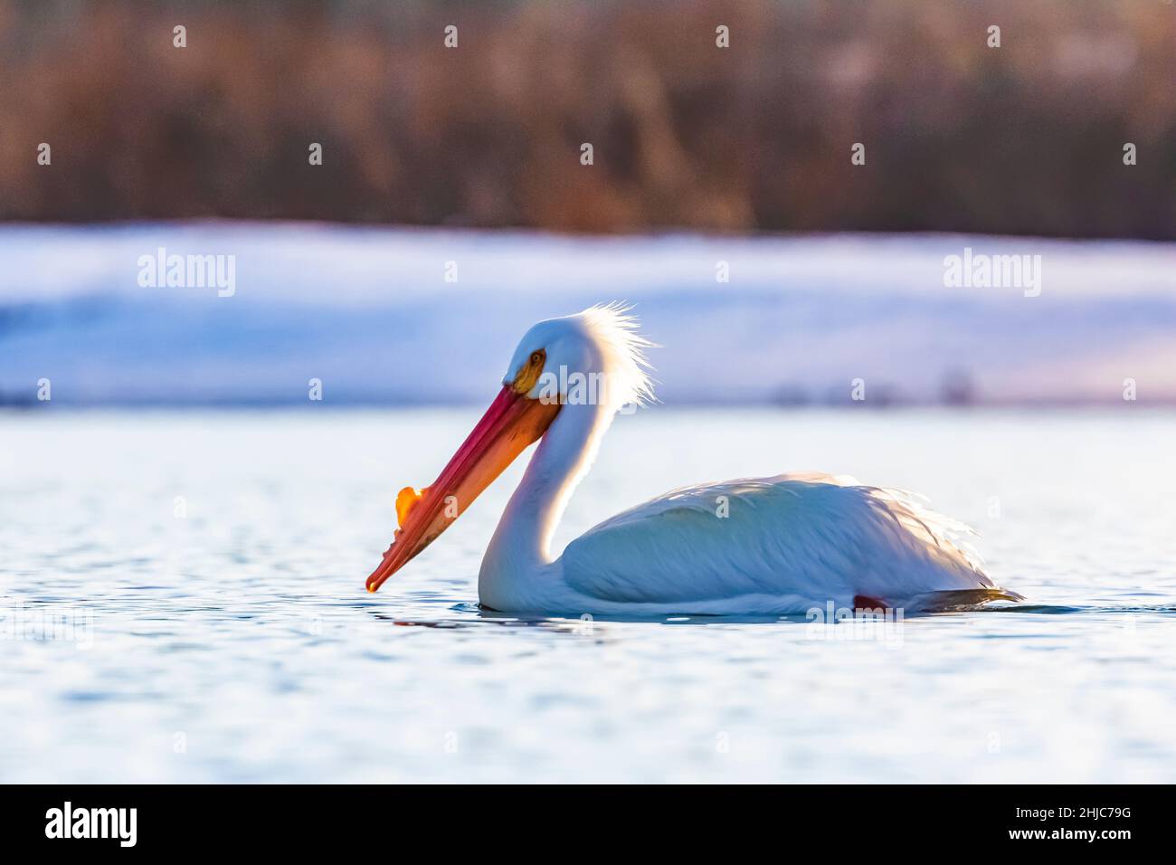 American White Pelican, Pelecanus erythrorhynchos, am Snake River im Grand Teton National Park, Wyoming, USA Stockfoto