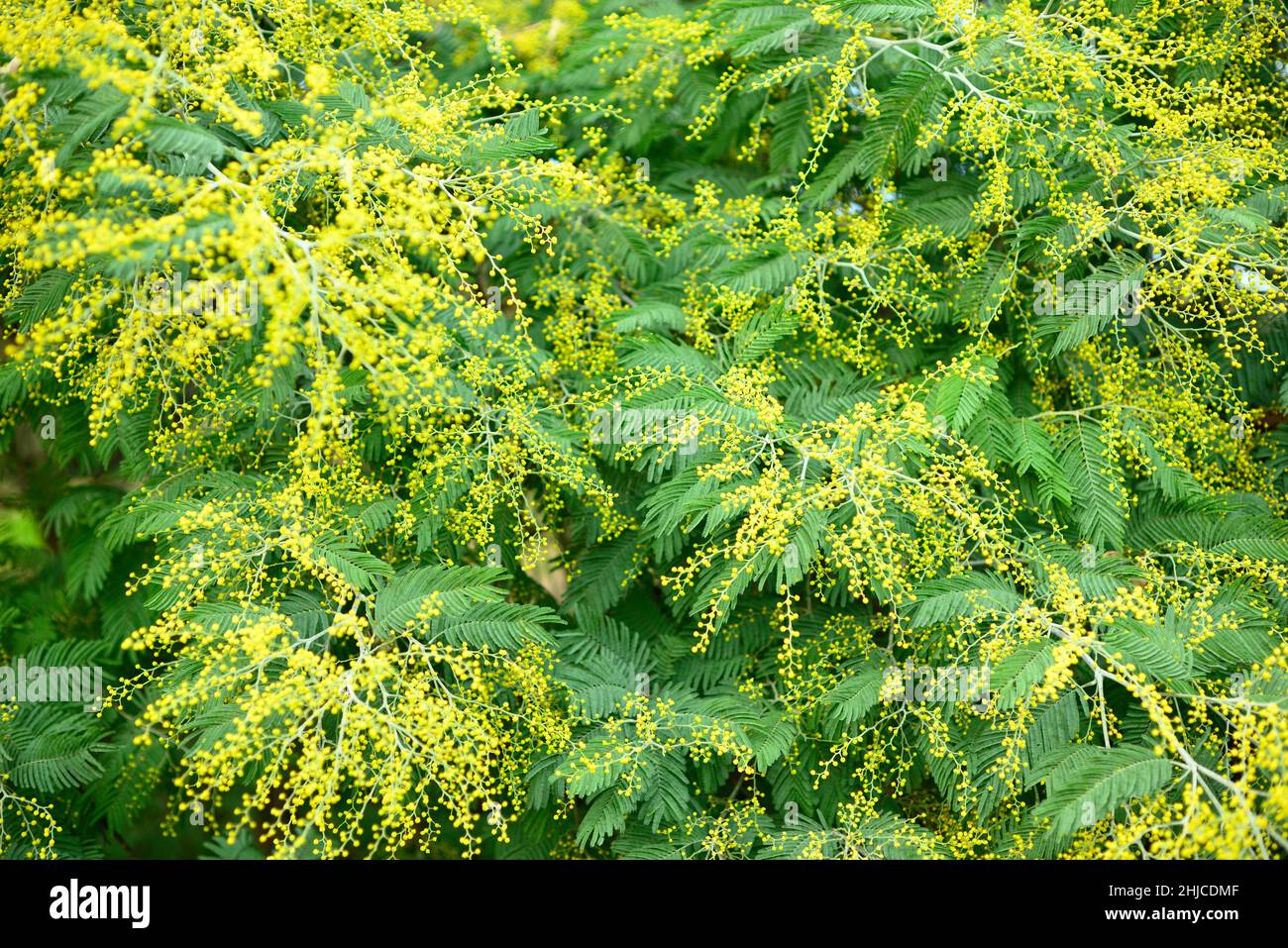 Akazie dealbata, silberblauer Wattle oder Mimose, blühende Pflanze aus der Familie der Hülsenfrüchte Fabaceae, die im Südosten Australiens beheimatet ist Stockfoto