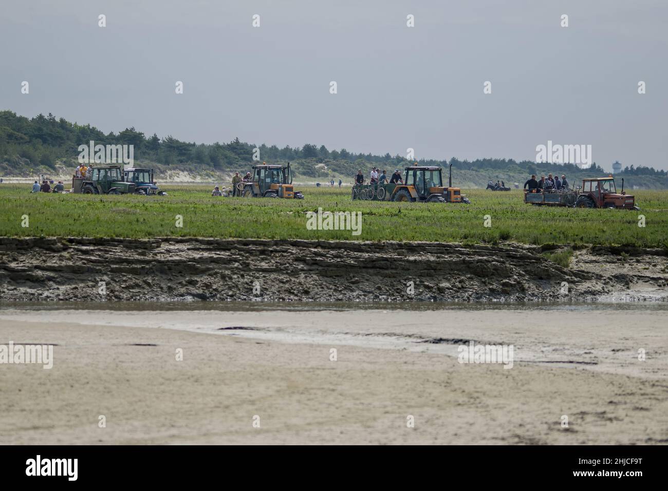 pêche à pied en baie de Somme, coques, hénons Stockfoto