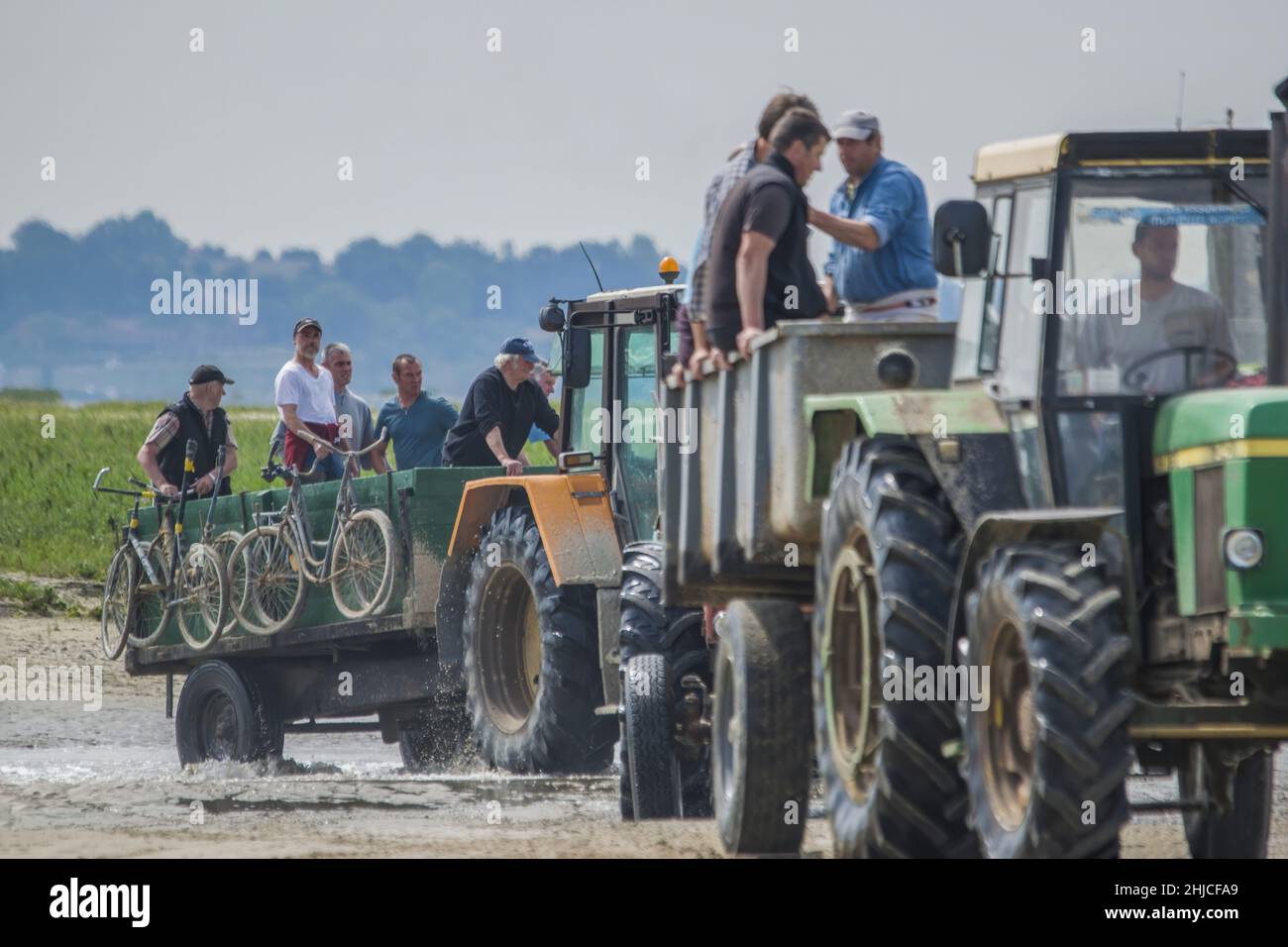 pêche aux coques en baie de Somme, tracteurs et remorques. pêche à pied professionnelle. Stockfoto