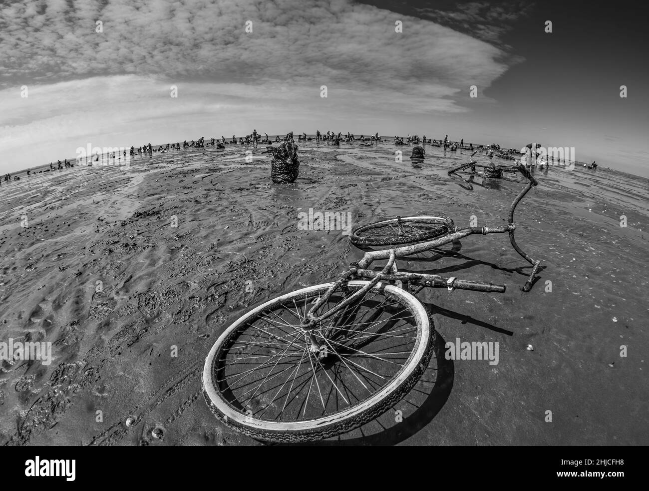 pêche à pied en baie de Somme, coques, hénons Stockfoto