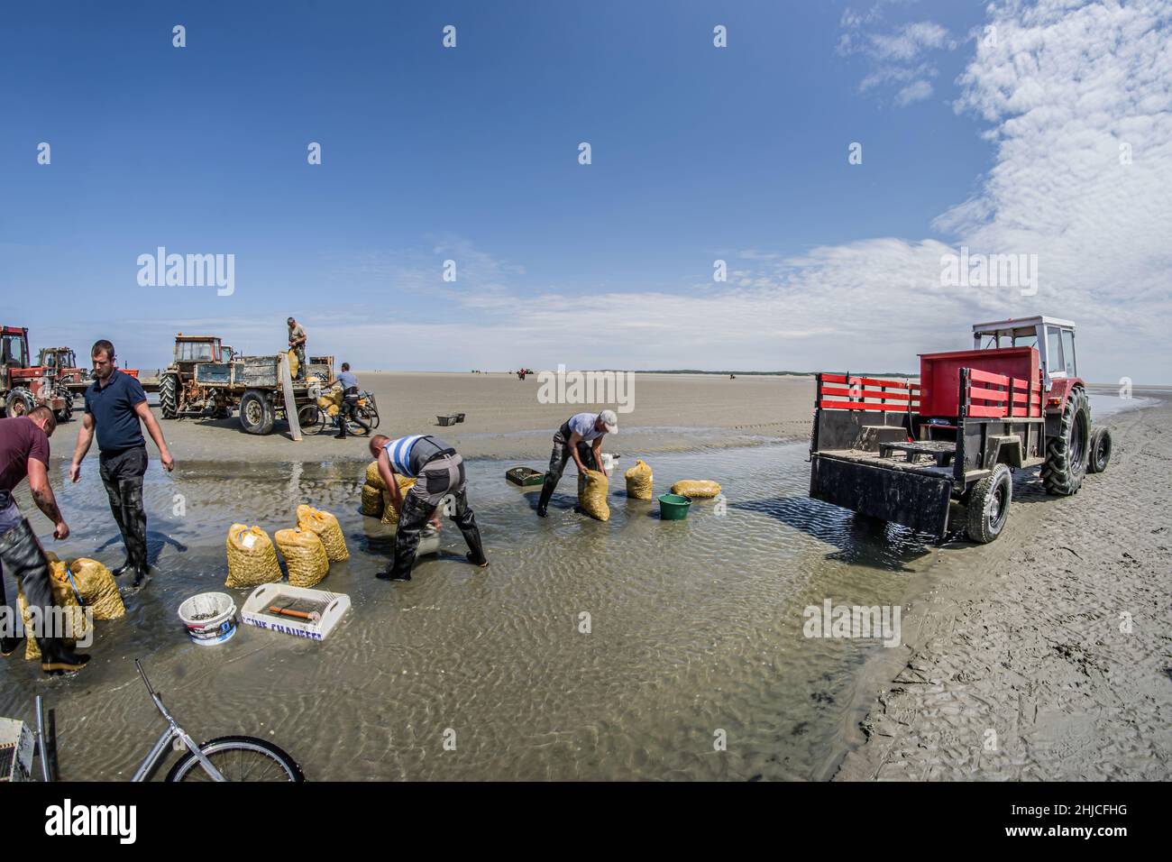 pêche à pied en baie de Somme, coques, hénons Stockfoto