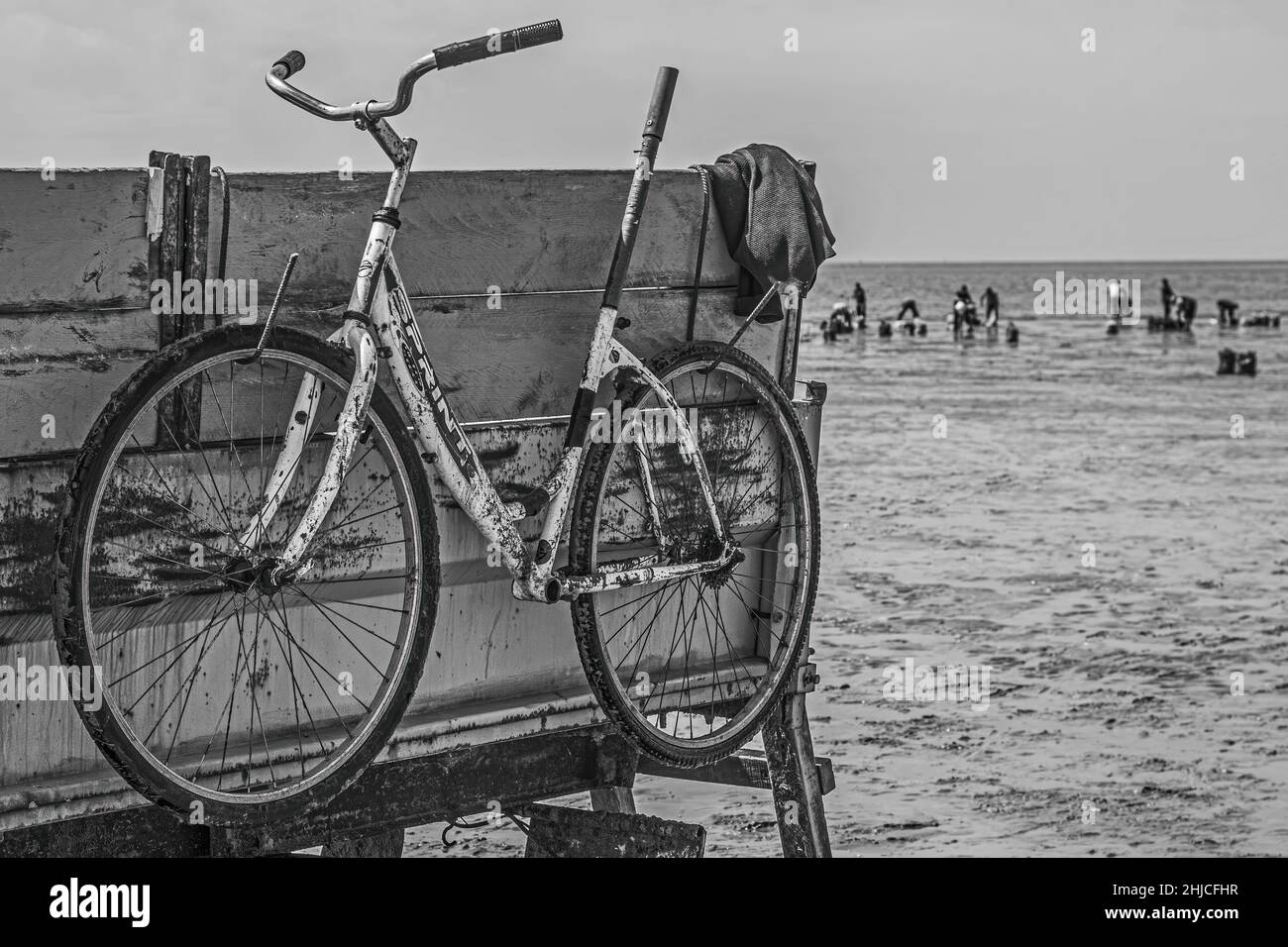 pêche à pied en baie de Somme, coques, hénons Stockfoto