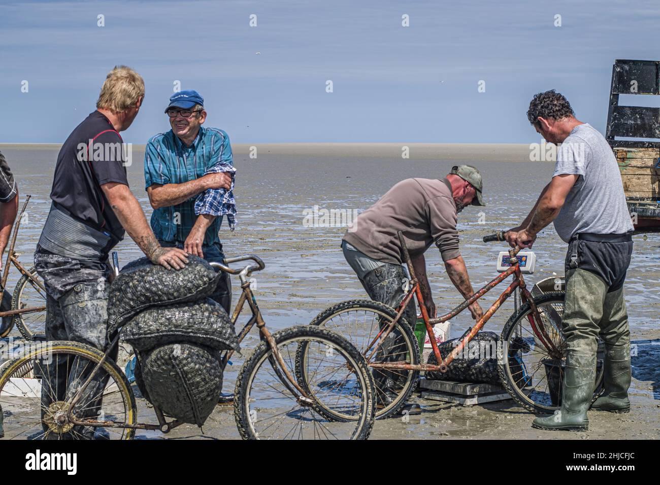 pêche à pied en baie de Somme, coques, hénons Stockfoto