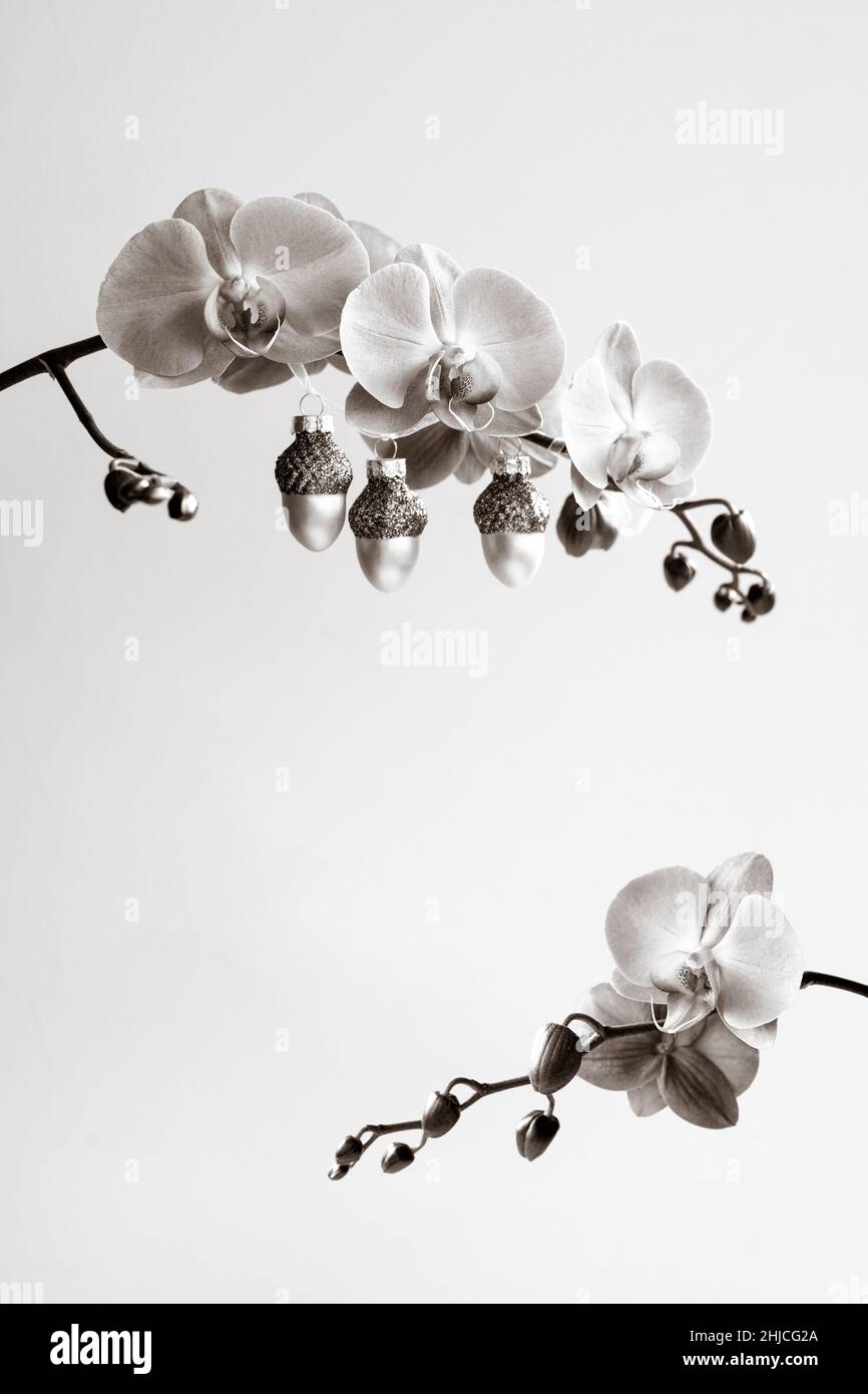 Ein Zweig einer blühenden Orchidee, geschmückt mit einer Weihnachtsgirlande. Stockfoto