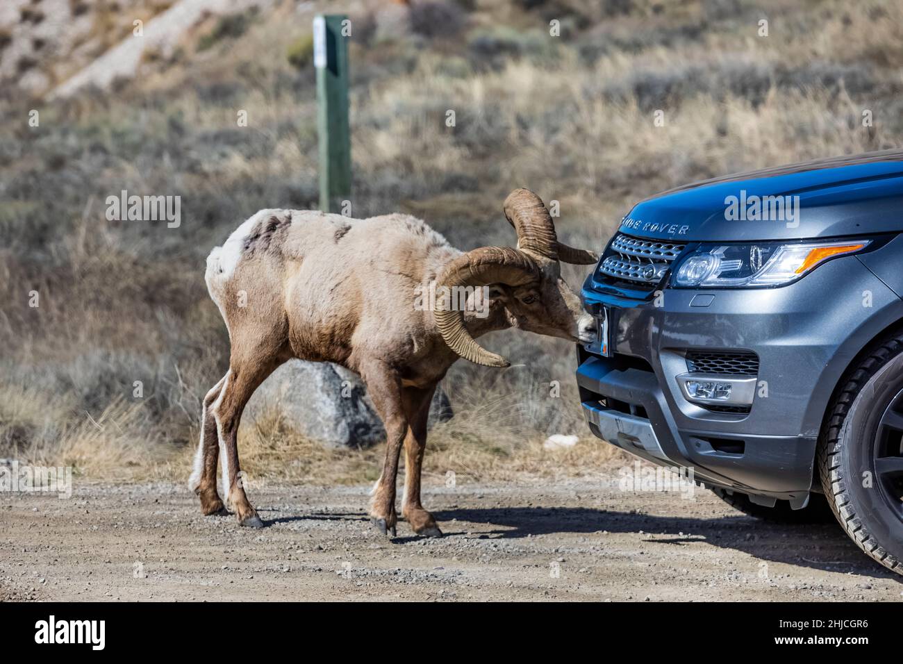 Rocky Mountain Bighorn Sheep, Ovis canadensis, nähert sich einem Fahrzeug, um im National Elk Refuge, Jackson Hole, Wyoming, USA, Salz aus der Straße zu lecken [kein richtiges Stockfoto