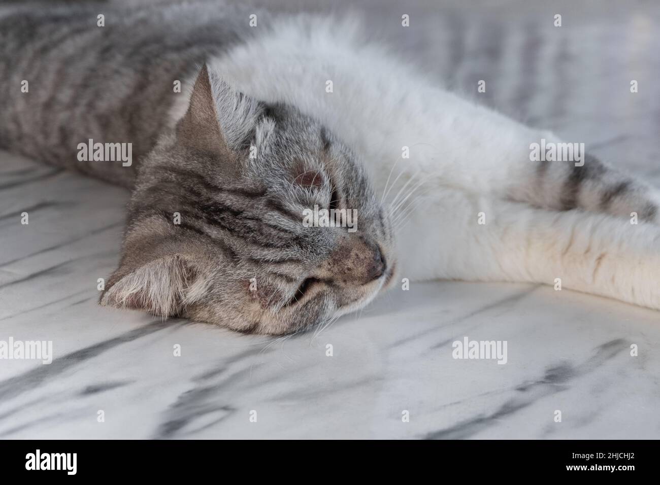 Verletzte persisch-amerikanische Kurzhaarkatze, schlafend. Stockfoto