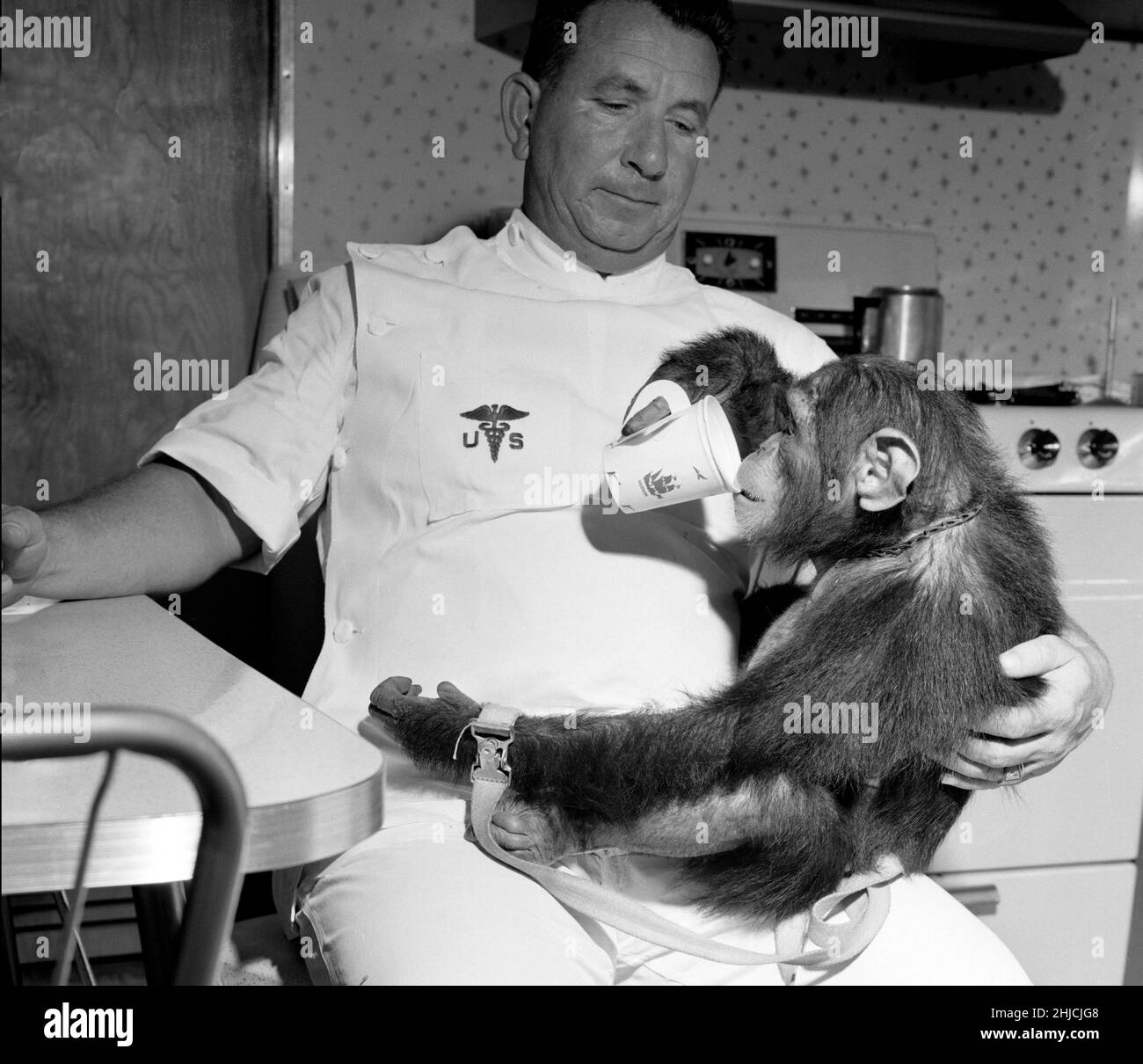 Enos mit seinem Handler, der aus dem Becher trinkt. Enos (d. 4. November 1962) war der 2nd ins All gestartete Schimpansen und der erste Schimpansen, der die Erdumlaufbahn erreicht hat. Enos' Flug fand am 29. November 1961 statt. Sein Training war für ihn intensiver als für seinen Vorgänger Ham, da Enos über längere Zeit Schwerelosigkeit und höheren gs ausgesetzt war. Seine Ausbildung beinhaltete Psychomotorunterricht und Flugzeugflüge. Enos starb an einer durch Shigellose bedingten Dysenterie, die gegen damals bekannte Antibiotika resistent war. Pathologen berichteten über keine Symptome, die auf seinen Weltraumflug zurückzuführen oder mit ihm in Zusammenhang stehen könnten. Stockfoto