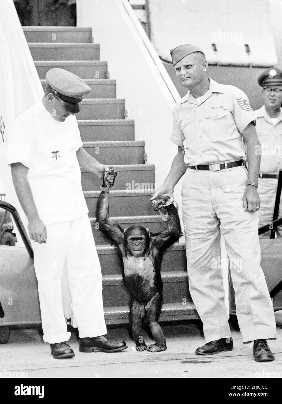 Enos kommt zurück auf der Patrick Air Force Base. Enos (d. 4. November 1962) war der 2nd ins All gestartete Schimpansen und der erste Schimpansen, der die Erdumlaufbahn erreicht hat. Enos' Flug fand am 29. November 1961 statt. Sein Training war für ihn intensiver als für seinen Vorgänger Ham, da Enos über längere Zeit Schwerelosigkeit und höheren gs ausgesetzt war. Seine Ausbildung beinhaltete Psychomotorunterricht und Flugzeugflüge. Enos starb an einer durch Shigellose bedingten Dysenterie, die gegen damals bekannte Antibiotika resistent war. Pathologen berichteten über keine Symptome, die auf seinen Weltraumflug zurückzuführen oder mit ihm in Zusammenhang stehen könnten. Stockfoto