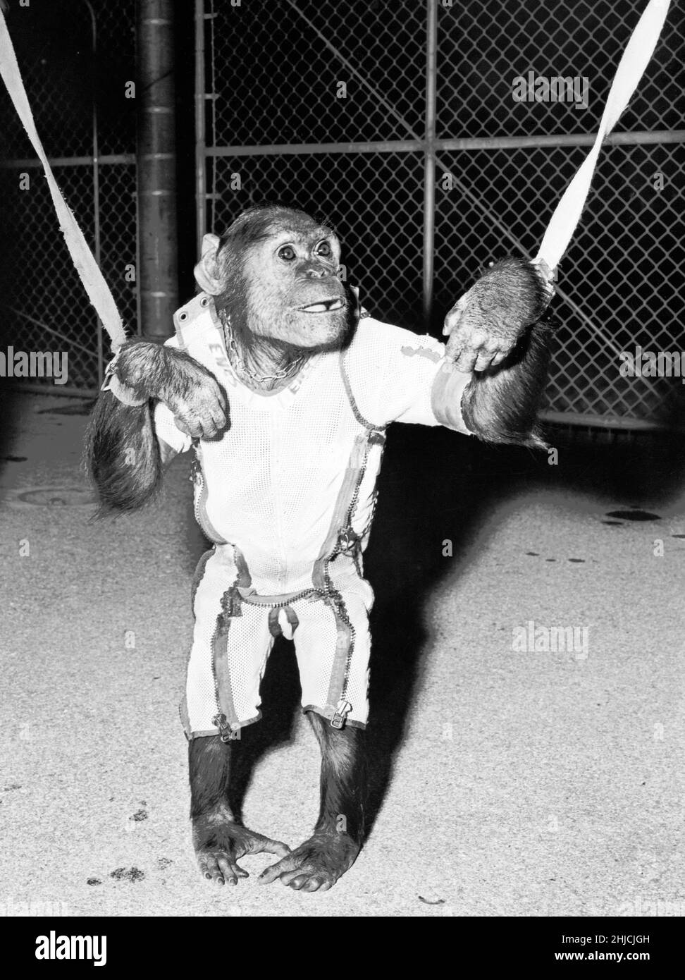 Enos trägt einen Raumanzügen und Handgelenksbindern. Enos (d. 4. November 1962) war der 2nd ins All gestartete Schimpansen und der erste Schimpansen, der die Erdumlaufbahn erreicht hat. Enos' Flug fand am 29. November 1961 statt. Sein Training war für ihn intensiver als für seinen Vorgänger Ham, da Enos über längere Zeit Schwerelosigkeit und höheren gs ausgesetzt war. Seine Ausbildung beinhaltete Psychomotorunterricht und Flugzeugflüge. Enos starb an einer durch Shigellose bedingten Dysenterie, die gegen damals bekannte Antibiotika resistent war. Pathologen berichteten über keine Symptome, die auf seinen Weltraumflug zurückzuführen oder mit ihm in Zusammenhang stehen könnten. Stockfoto