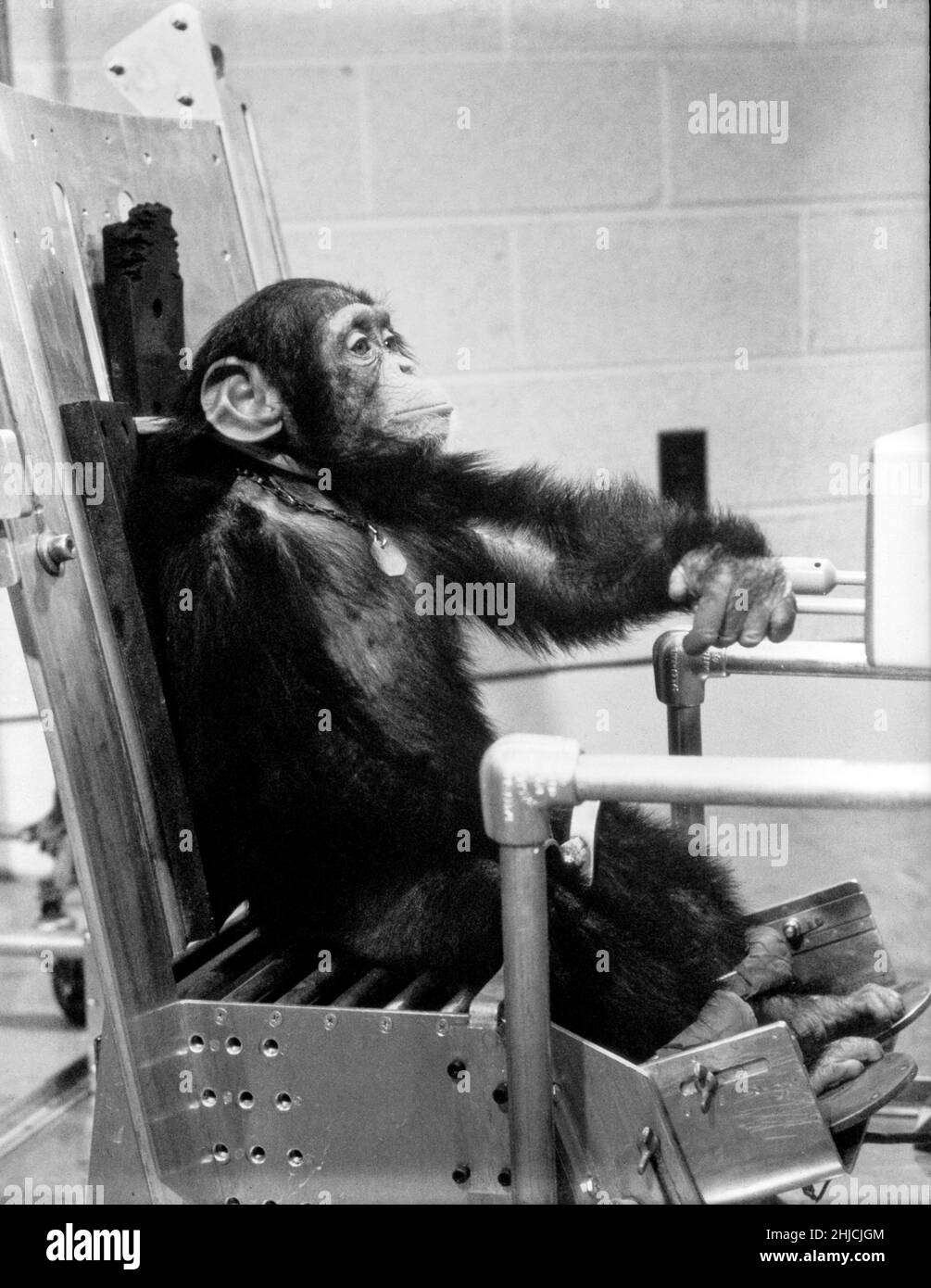 Schimpansen-Schinken während der Vorflugaktivität mit einem seiner Handler vor dem Mercury-Redstone 2 Testflug. Am 31. Januar 1961 brachte ein Mercury-Redstone-Start von Cape Canaveral den Schimpansen Ham in einer Bogenbahn, die einen Höhepunkt von 158 Meilen über der Erde erreichte, über 400 Meilen in die Höhe. Die Mission war erfolgreich und Ham führte seine Hebelzugaufgabe als Reaktion auf das blinkende Licht gut durch. Die NASA verwendete Schimpansen und andere Primaten, um die Merkurkapsel zu testen, bevor sie im Mai 1961 den ersten amerikanischen Astronauten Alan Shepard startete. Stockfoto