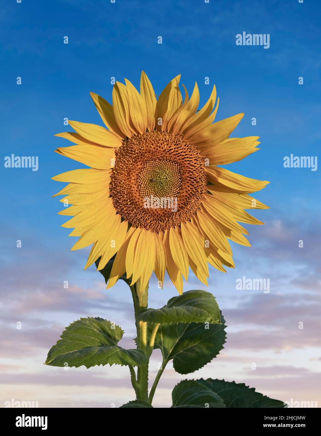Einfach blühender Sonnenblumenkopf (Helianthus Annus). Gelbe Sonnenblume, die gegen einen bloe Himmel ausgeschnitten wird Stockfoto
