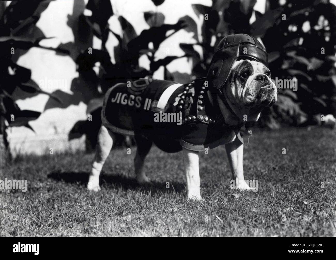 Sergeant Jiggs II., um 1928. Jiggs II. (22. September 1925 - 30. März 1937), auch bekannt als Silent White Richard, war der zweite einer Reihe von englischen Bulldoggen, die als Maskottchen des United States Marine Corps dienten. Nach dem Tod dieses Hundes im Jahr 1927 folgte er dem ursprünglichen Maskottchen Jiggs. Kein Fotograf gutgeschrieben (beschnitten und gereinigt). Stockfoto