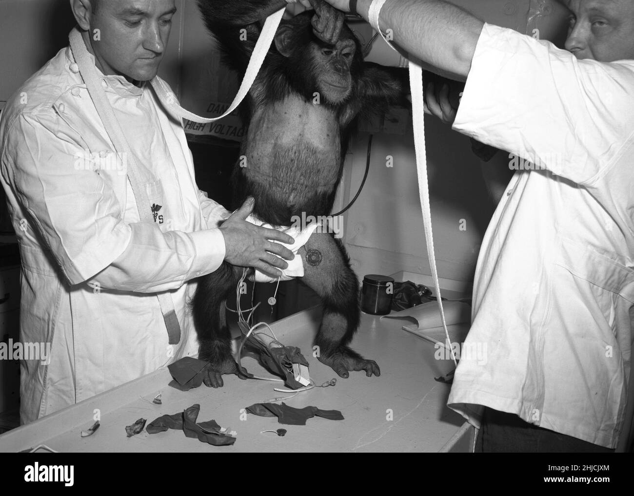 Schinken wird vor dem Testflug in den Raumanzügen unterstützt. Am 31. Januar 1961 brachte ein Mercury-Redstone-Start von Cape Canaveral den Schimpansen Ham in einer Bogenbahn, die einen Höhepunkt von 158 Meilen über der Erde erreichte, über 400 Meilen in die Höhe. Die Mission war erfolgreich und Ham führte seine Hebelzugaufgabe als Reaktion auf das blinkende Licht gut durch. Stockfoto