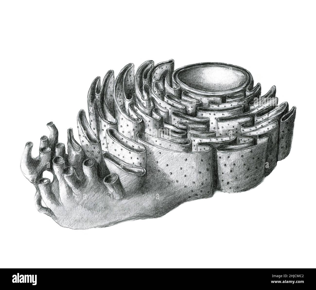 Das endoplasmatische Retikulum (er) ist ein eukaryotisches Organell, das innerhalb von Zellen ein Netzwerk aus Tubuli, Vesikeln und Zisternen bildet. Grobe endoplasmatische retikula synthetisieren Proteine, während glatte endoplasmatische retikula Lipide und Steroide synthetisieren, Kohlenhydrate und Steroide verstoffwechseln und die Kalziumkonzentration, die Drogenentgiftung und die Anhaftung von Rezeptoren an Zellmembranproteinen regulieren. Stockfoto