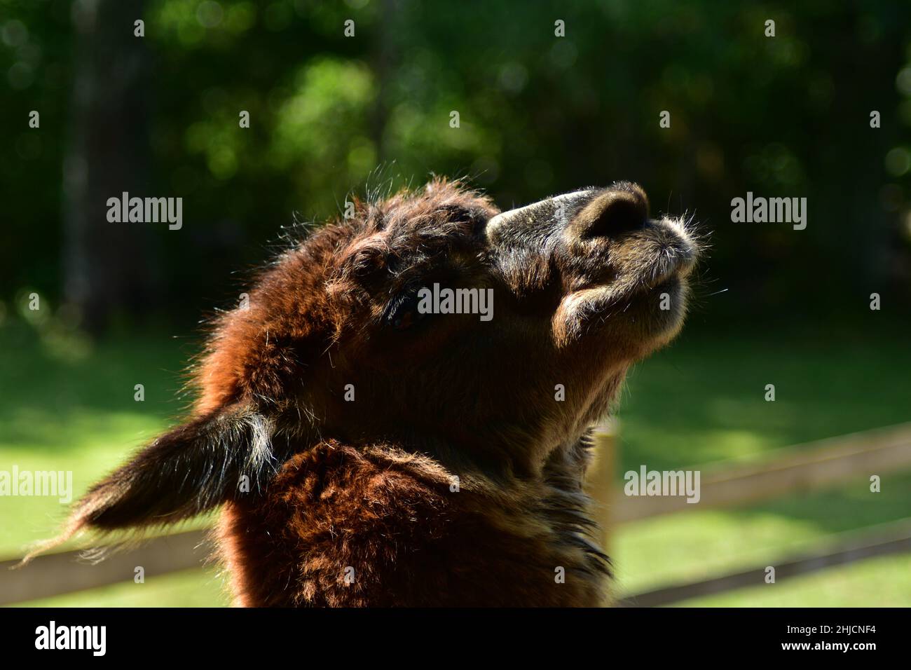 Ein Alpaka, der majestätisch für die Kamera posiert Stockfoto