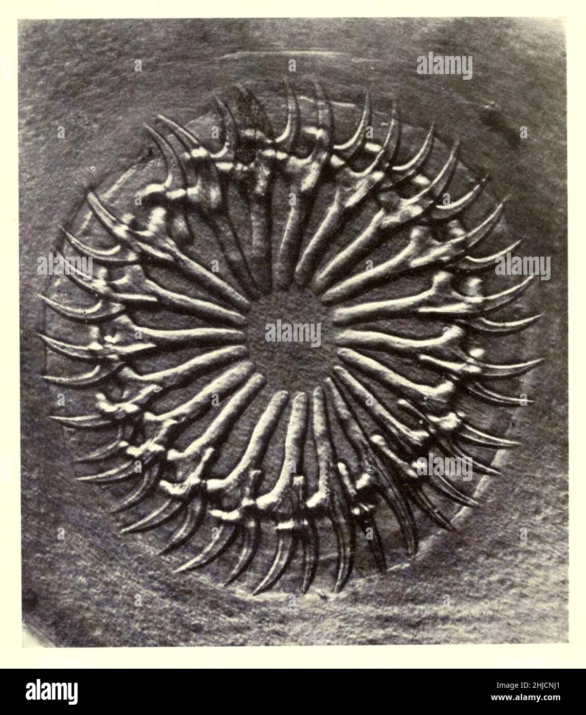 Kreis von Haken an einem Scolex (das vordere, kopfartige Segment eines Bandwurms, das Saugnäpfe oder Haken für die Befestigung hat). Vergrößerung: 150x. Fotomikrograph von Arthur E Smith in den frühen 1900er Jahren, mit einem kombinierten Mikroskop und Kamera. 1904 stellte die Royal Society in London eine Reihe von Smiths Fotomikrographen der Öffentlichkeit aus. Sie wurden später 1909 in einem Buch mit dem Titel "Nature Through Microscope & Camera" veröffentlicht. Sie waren die ersten Beispiele für die Photomikroskopie, die viele je gesehen hatten. Stockfoto