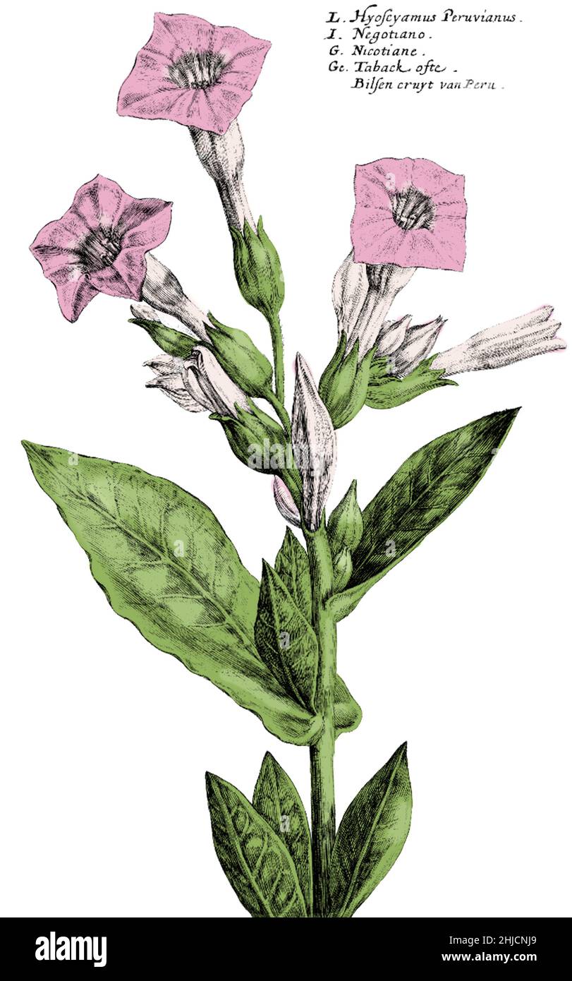 Mit dem Titel: 'Hortus floridus, Ein Garten von Blumen, in dem sehr lieblich eine wahre und perfekte Beschreibung der Blumen enthalten ist' von Crispian de Passe, 1615. Tabak wurde 1556 aus Amerika nach Europa eingeführt, wo er seit Jahrhunderten für Freizeit- und zeremonielle Zwecke verwendet wird. Im 17th. Jahrhundert war Tabak als das „heilige Kraut“ bekannt geworden und wurde von Ärzten zur Behandlung einer Reihe von Krankheiten verwendet. Es wurde angenommen, dass der Rauch Kopfschmerzen, Erkältungen, Asthma, Ohrenschmerzen, Übelkeit und sogar Erschöpfung heilte. Die Blätter und/oder der Saft des Betriebes wurden verwendet, um Verbrennungen, Schnitte, Taubheit, Auge i zu behandeln Stockfoto