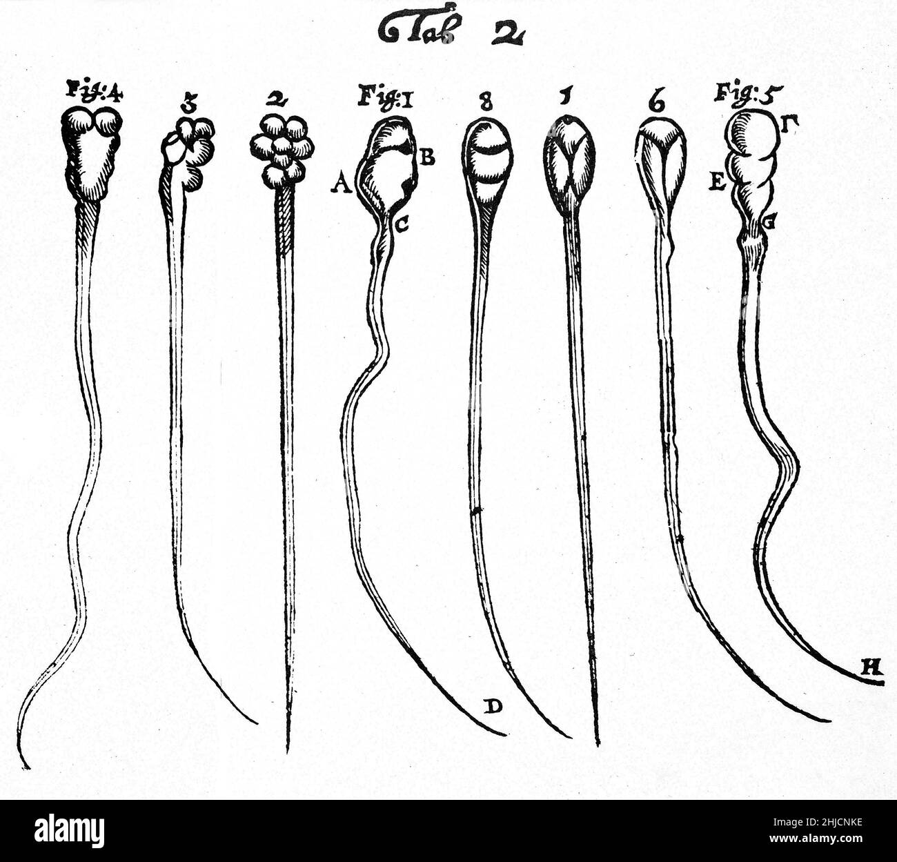 Holzschnitt mit Spermatozoen von Kaninchen (Feigen. 1-4) und Hund (Abb. 5-8), beobachtet und gezeichnet von Anthony van Leeuwenhoek, 1677. Leeuwenhoek (1632-1723) war ein niederländischer Wissenschaftler, der heute als erster Mikrobiologe gilt. Er ist vor allem für seine Arbeiten zur Verbesserung des Mikroskops und für seine Beiträge zur Etablierung der Mikrobiologie bekannt. Stockfoto