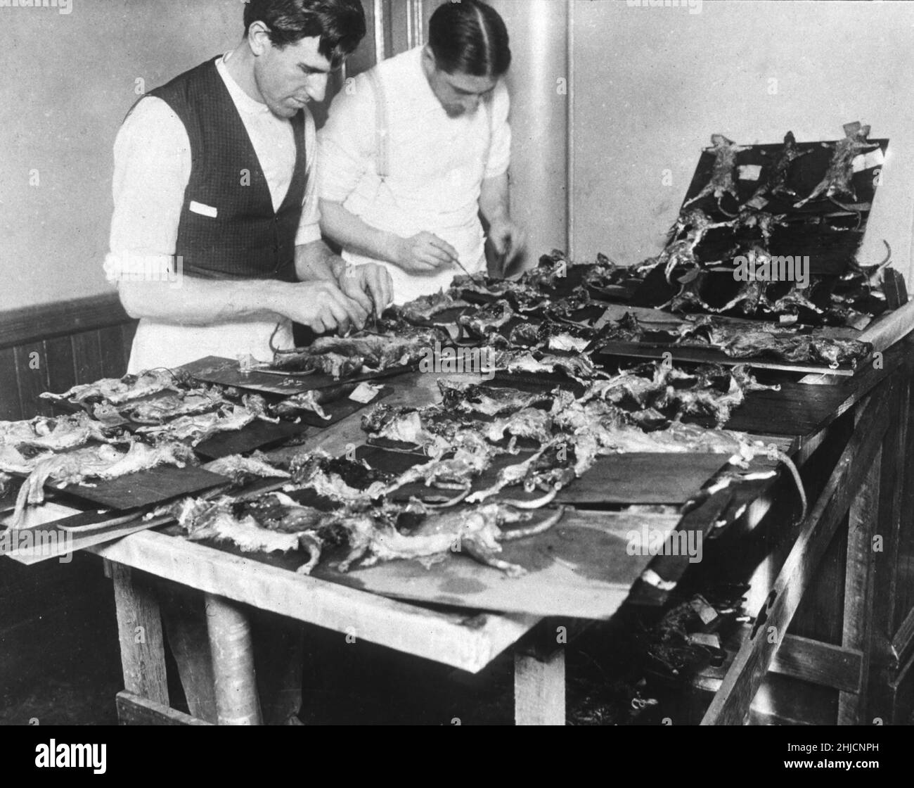 Zwei Männer sezernieren in San Francisco, Kalifornien, während der zweiten Beulenpest-Epidemie von 1907-1908, Ratten, die an Gürtelrose genagelt wurden. Die erste, zentriert in Chinatown, war in den Jahren 1900-1904, die erste Pestepidemie auf dem amerikanischen Festland. Stockfoto