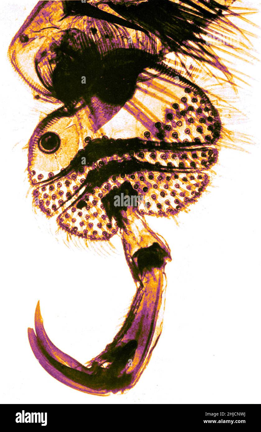 Fuß des großen Tauchkäfer, Dytiscus marginalis. Vergrößerung: 25fach. Fotomikrograph von Arthur E Smith in den frühen 1900er Jahren, mit einem kombinierten Mikroskop und Kamera. 1904 stellte die Royal Society in London eine Reihe von Smiths Fotomikrographen der Öffentlichkeit aus. Sie wurden später 1909 in einem Buch mit dem Titel "Nature Through Microscope & Camera" veröffentlicht. Sie waren die ersten Beispiele für die Photomikroskopie, die viele je gesehen hatten. Stockfoto