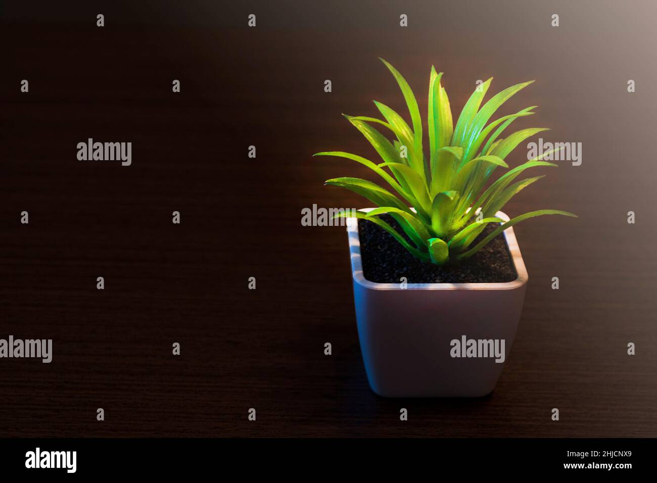 Topfpflanze im Dunkeln auf Holztisch. Für Textzwecke Stockfoto