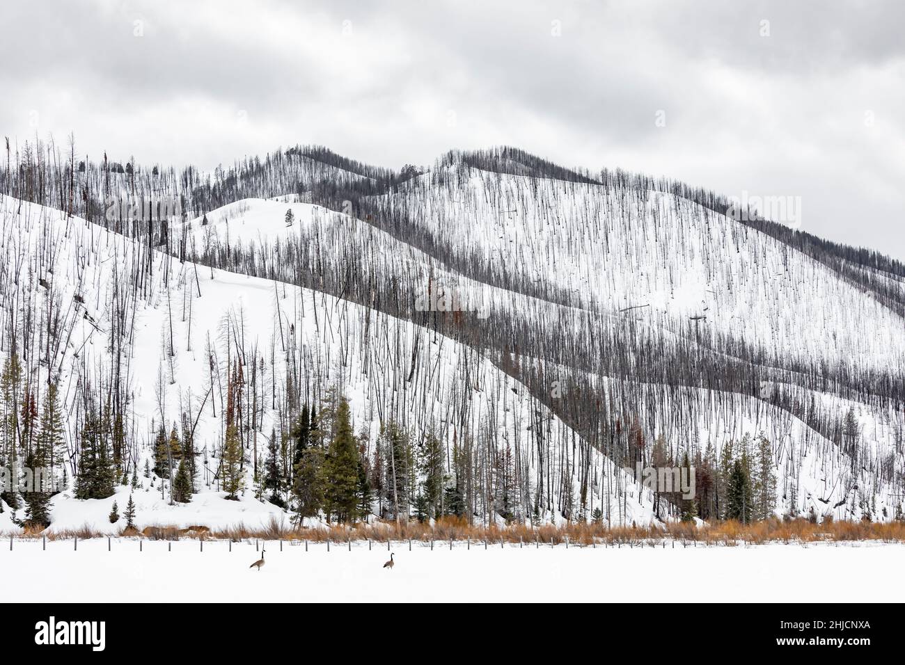 Lodgepole Pine, Pinus contorta, rees, die durch Waldbrand im oder in der Nähe des Grand Teton National Park, Wyoming, USA, getötet wurden Stockfoto