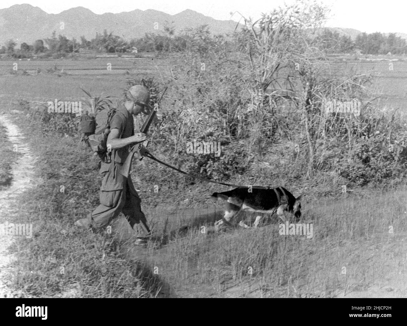 SP4 Bealock und Scout Dog 'Chief' (Deutscher Schäferhund) auf Patrouille in Vietnam, ca. 1960s/1970s. Stockfoto