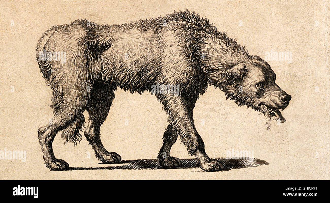 Ein Hund mit Tollwut. Historischer Linienstich von 1800 nach Louis-Pierre Baltard. Stockfoto