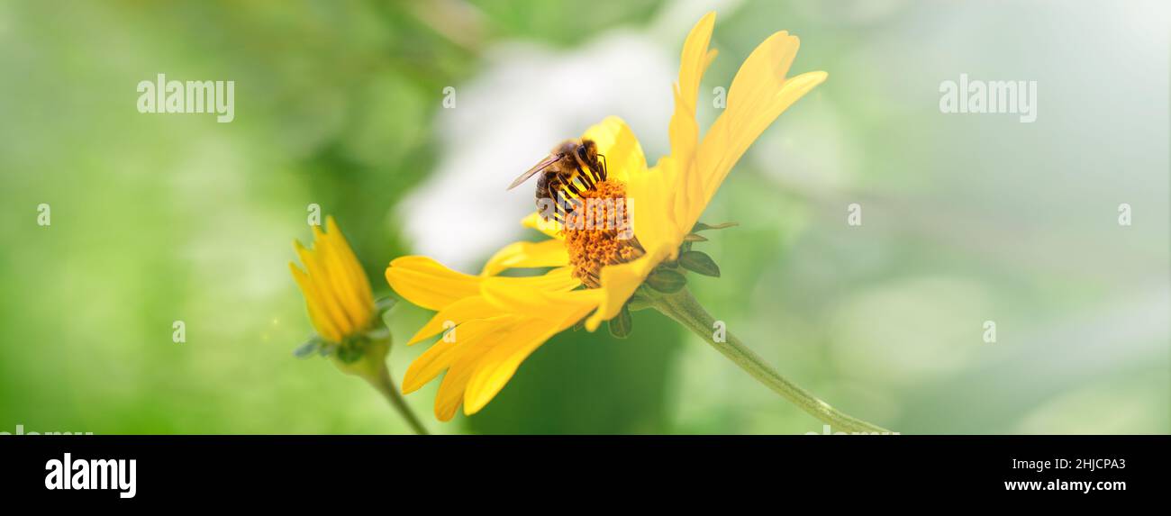 Biene und Blume. Banner. Nahaufnahme einer gestreiften Biene, die an einem sonnigen, hellen Tag Pollen auf einer gelben Blume sammelt. Eine Biene sammelt Honig aus einer Blume. Summe Stockfoto