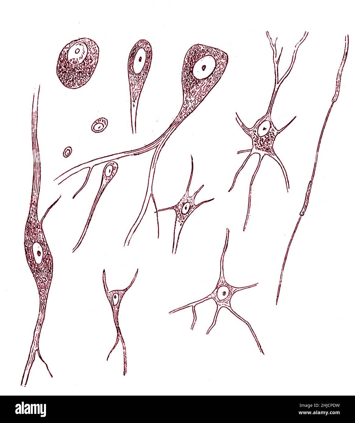 Nervenzellen verschiedener Art. Gezeichnet von Rudolf Albert von Kolliker (1817-1905), einem Schweizer Anatom und Physiologen, im Jahr 1852. Stockfoto