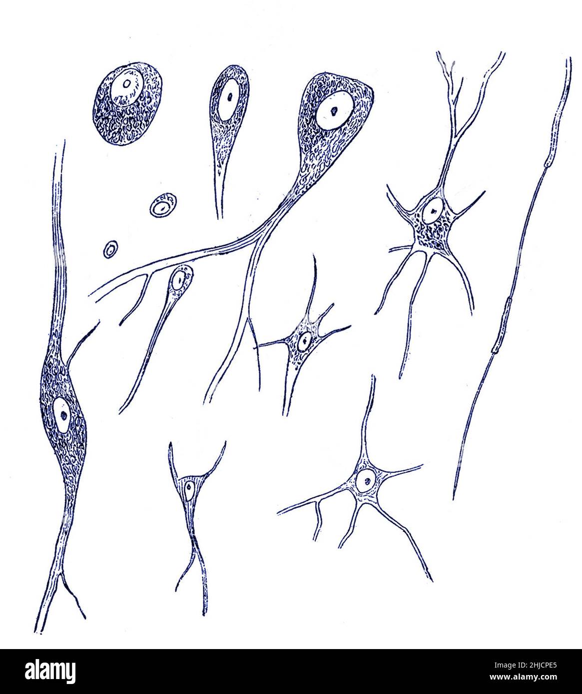 Nervenzellen verschiedener Art. Gezeichnet von Rudolf Albert von Kolliker (1817-1905), einem Schweizer Anatom und Physiologen, im Jahr 1852. Stockfoto