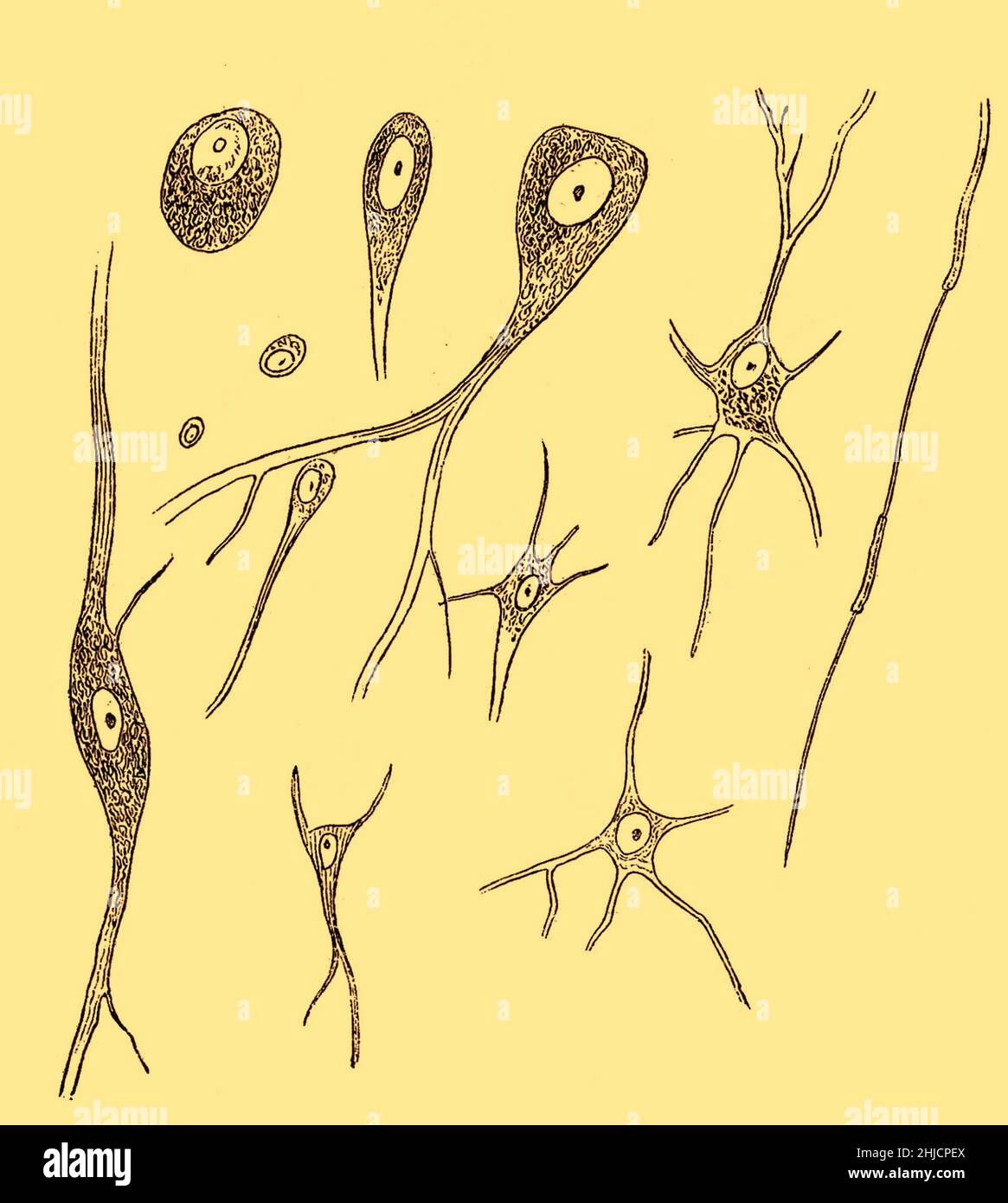 Nervenzellen verschiedener Art. Gezeichnet von Rudolf Albert von Kolliker (1817-1905), einem Schweizer Anatom und Physiologen, im Jahr 1852. Stockfoto