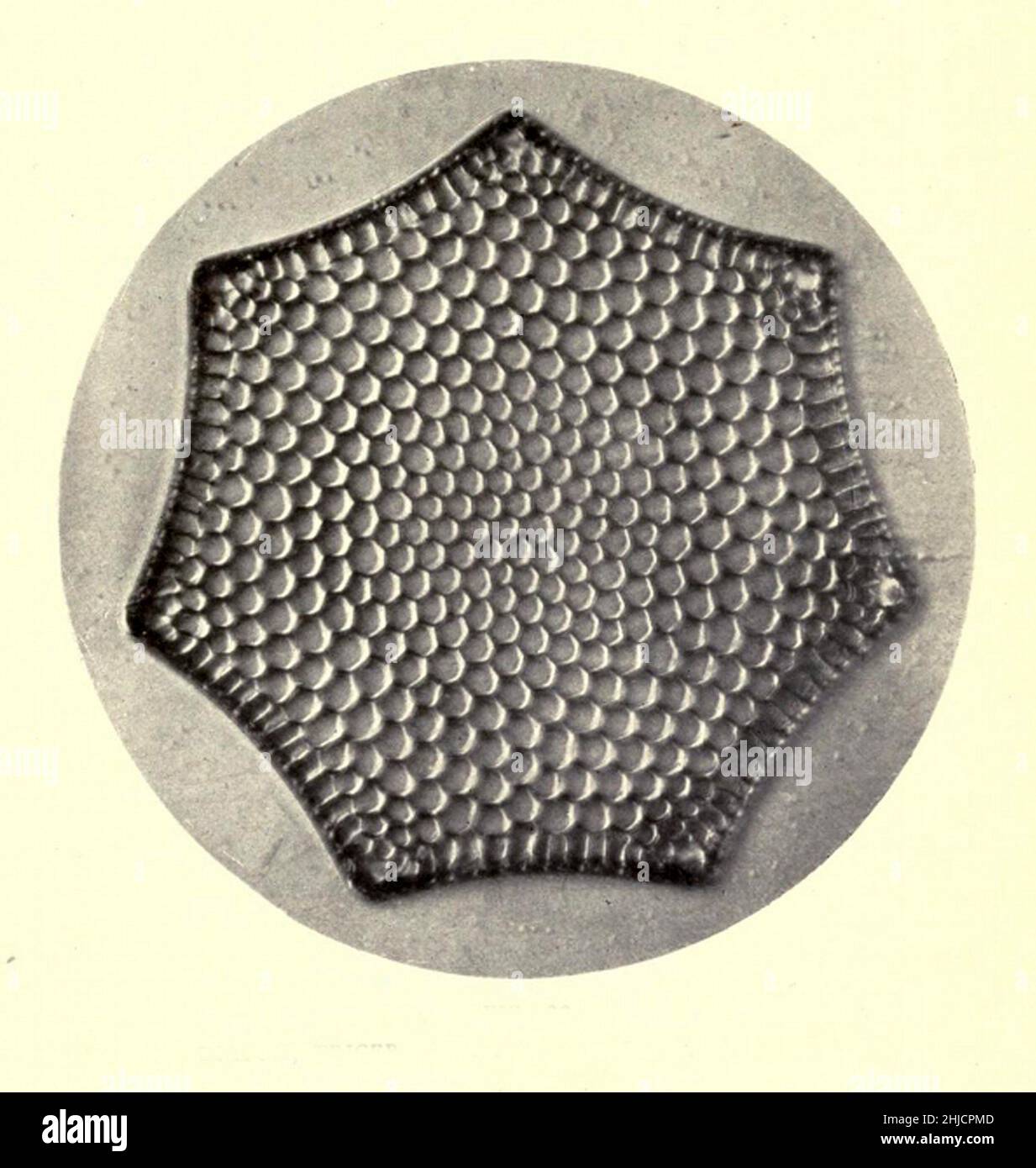 Kieselalge, Triceratium Favus, Var. Septangulatum. Vergrößerung: 280fach. Fotomikrograph von Arthur E Smith in den frühen 1900er Jahren, mit einem kombinierten Mikroskop und Kamera. 1904 stellte die Royal Society in London eine Reihe von Smiths Fotomikrographen der Öffentlichkeit aus. Sie wurden später 1909 in einem Buch mit dem Titel "Nature Through Microscope & Camera" veröffentlicht. Sie waren die ersten Beispiele für die Photomikroskopie, die viele je gesehen hatten. Stockfoto