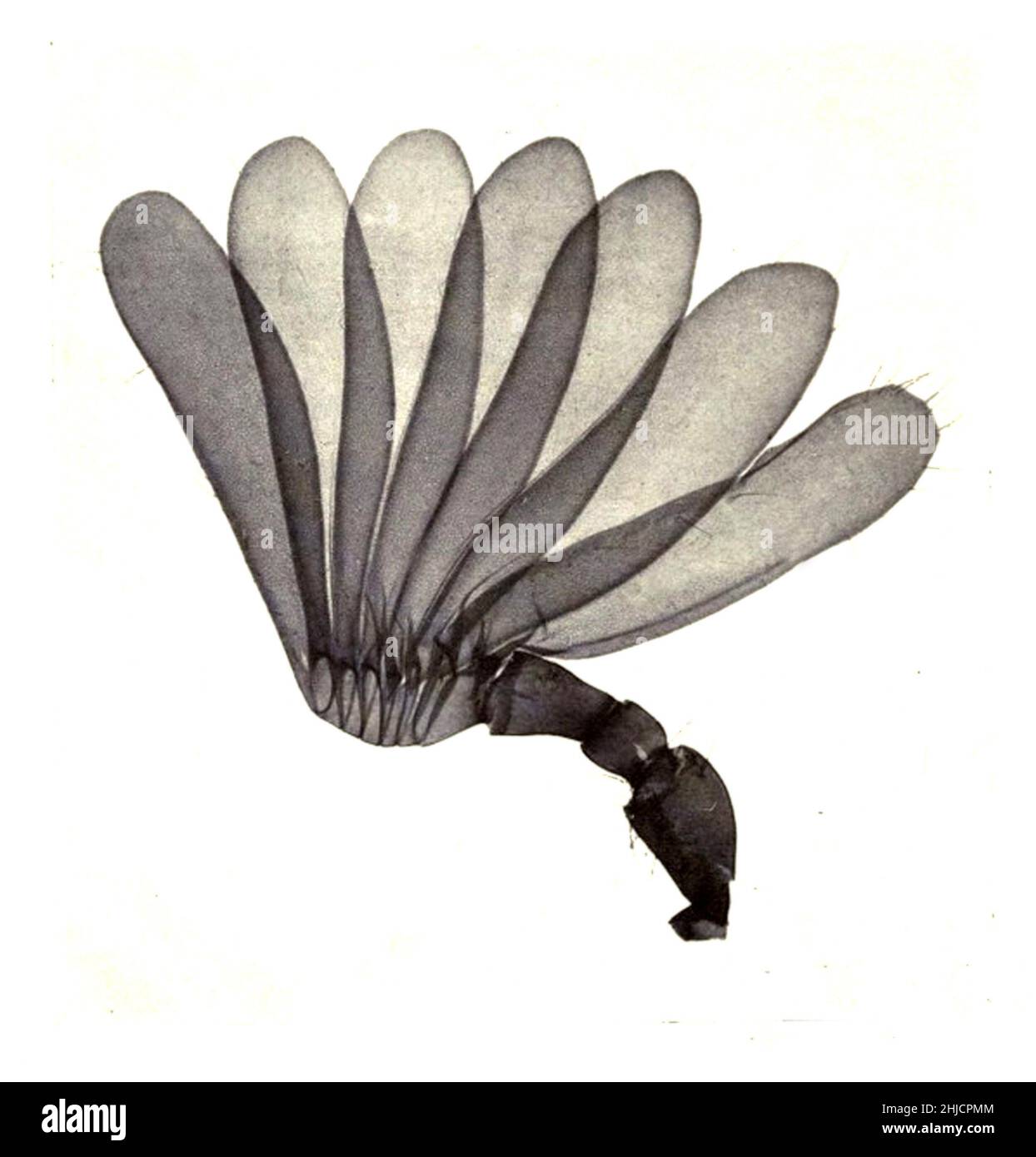 Antenne des Cockchafers (Melolontha), umgangssprachlich May Bug oder Doodlebug genannt. Dies ist ein europäischer Käfer der Gattung Melolontha, in der Familie Scarabaeidae. Vergrößerung: 15-fach. Fotomikrograph von Arthur E Smith in den frühen 1900er Jahren, mit einem kombinierten Mikroskop und Kamera. 1904 stellte die Royal Society in London eine Reihe von Smiths Fotomikrographen der Öffentlichkeit aus. Sie wurden später 1909 in einem Buch mit dem Titel "Nature Through Microscope & Camera" veröffentlicht. Sie waren die ersten Beispiele für die Photomikroskopie, die viele je gesehen hatten. Stockfoto