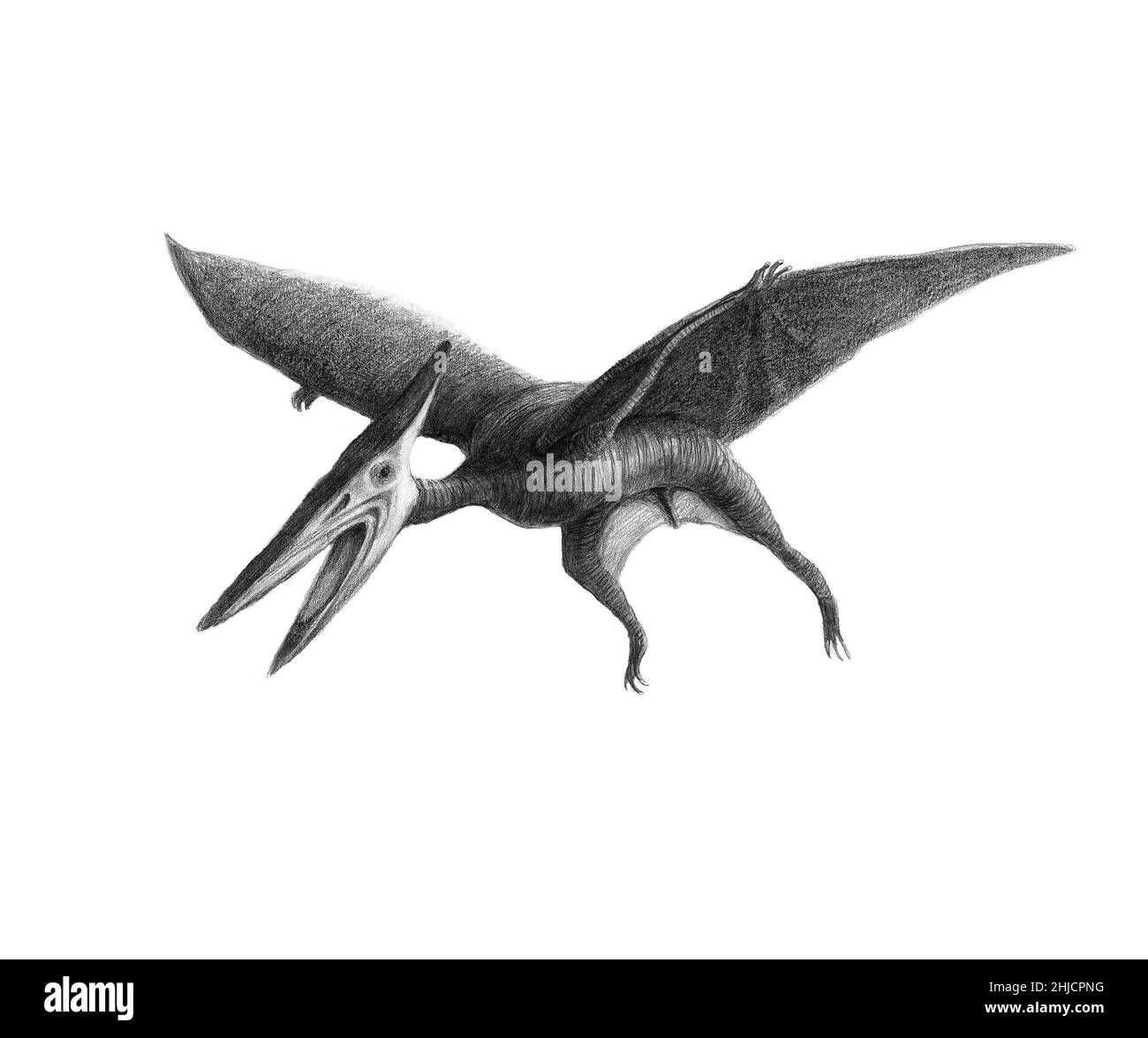 Pteranodon pterosaur (auch Pterodactyl), Kunstwerk. Pteranodon war ein fliegendes Reptil, das während der späten Kreidezeit, zwischen 85 und 75 Millionen Jahren, das heute Nordamerika und Europa bewohnt. Es war fleischfressend und ernährte sich wahrscheinlich von Fischen, die es in seiner zahnlosen Schnabel aus dem Wasser fing. Seine Spannweite könnte bis zu zehn Meter erreichen. Stockfoto