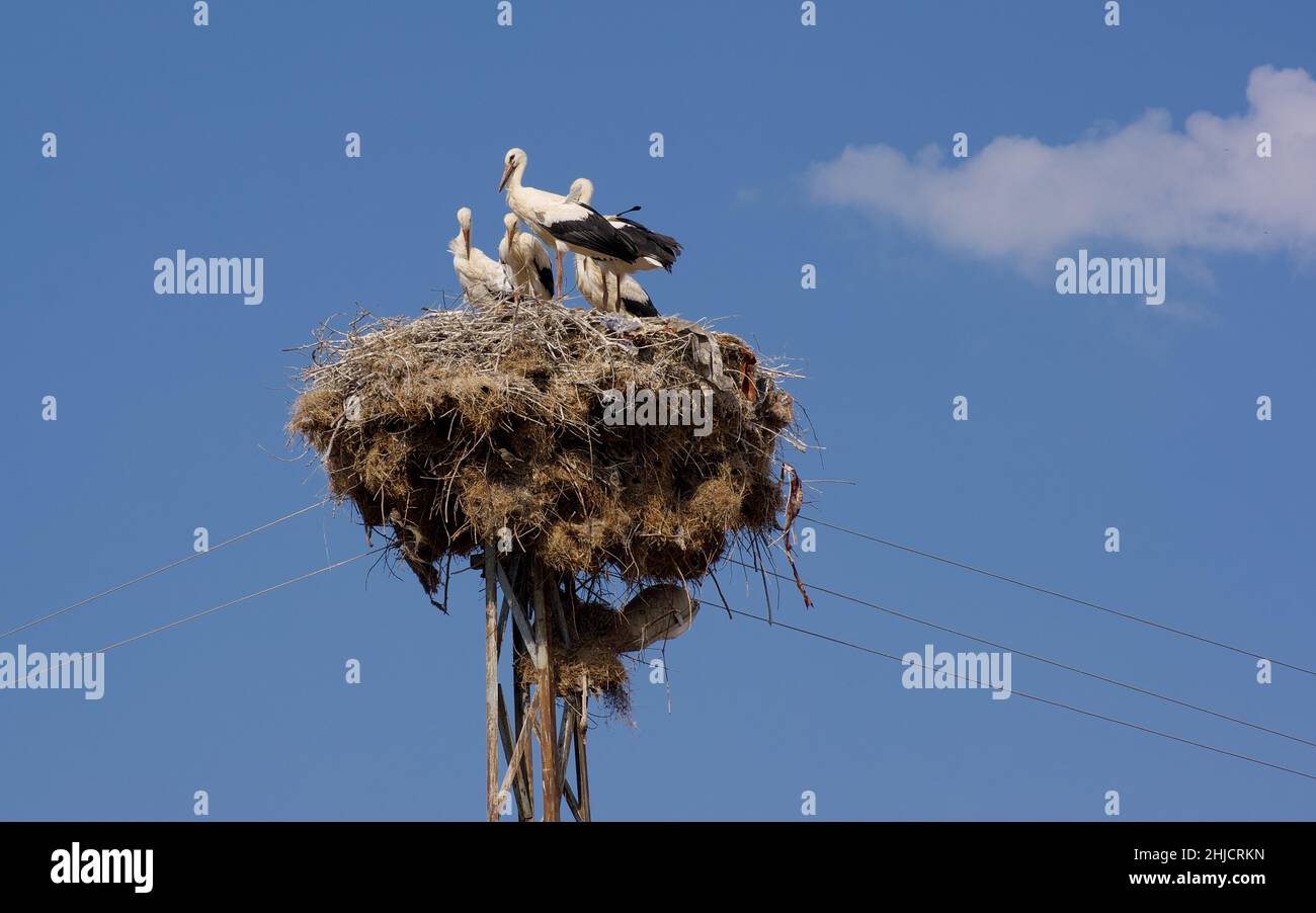 Vögel in der Türkei Störche auf dem Nest Stockfoto